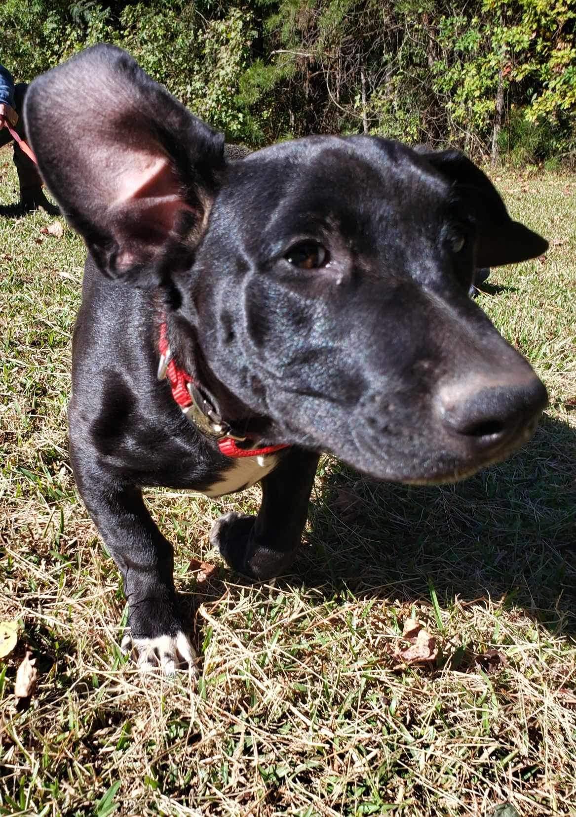 Zeke, a Adoptable mixed breed in Roanoke, AL image 1/5