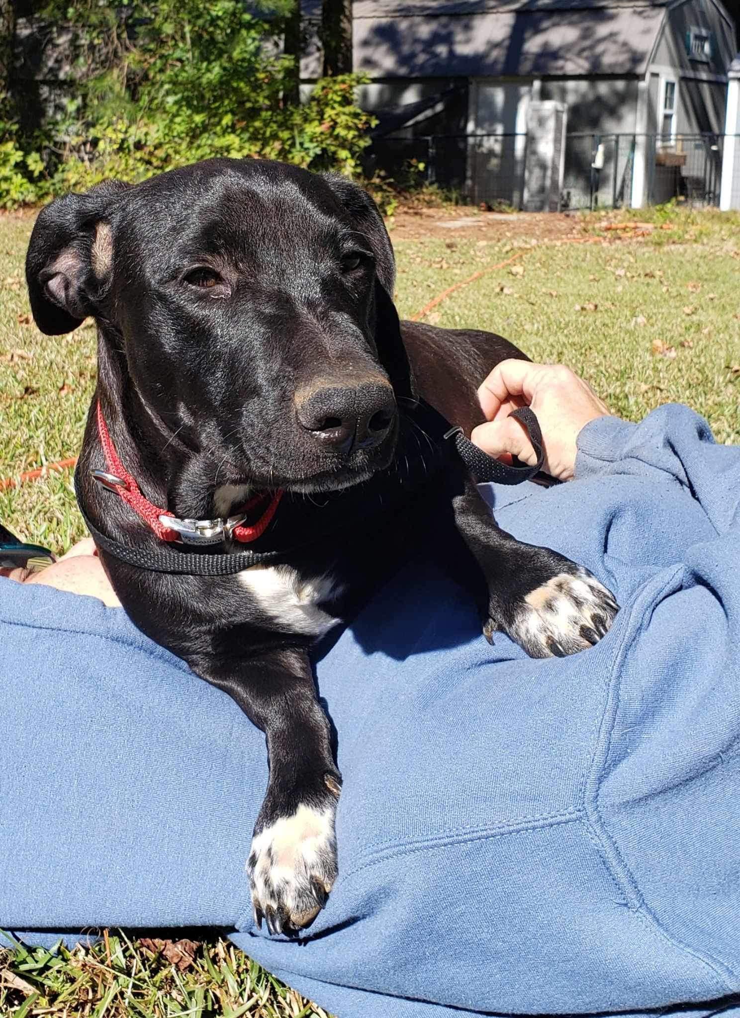 Zeke, a Adoptable mixed breed in Roanoke, AL image 3/5