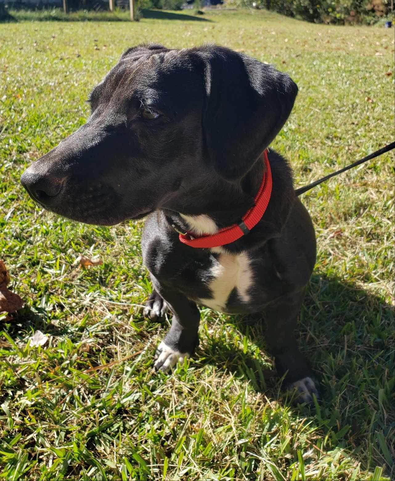 Enlarge Zeke, a Adoptable Mixed Breed in Roanoke, AL image 2/6