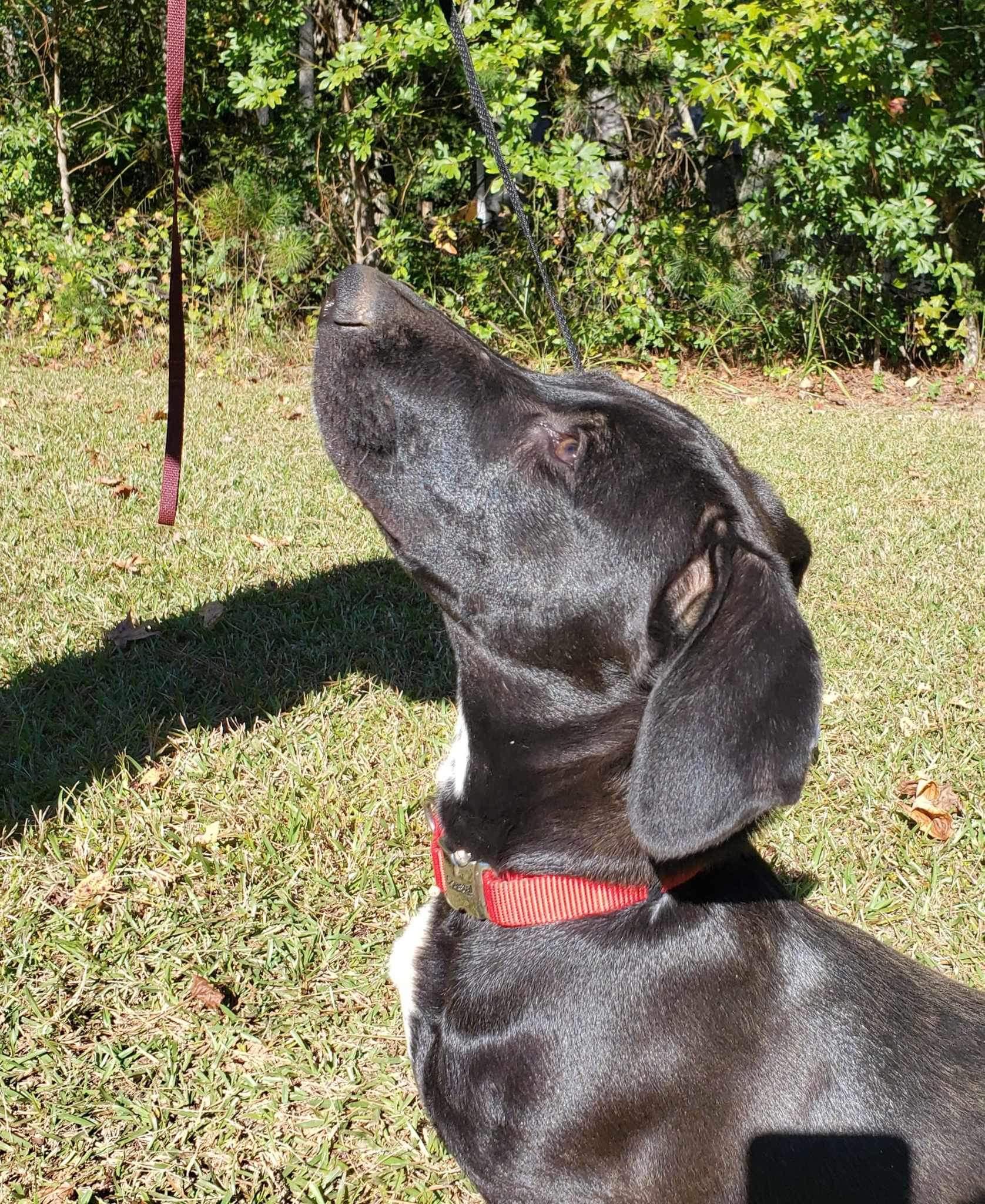 Enlarge Zeke, a Adoptable Mixed Breed in Roanoke, AL image 3/6