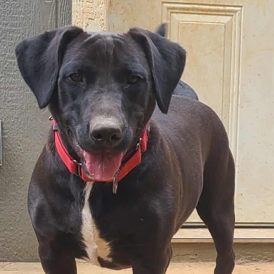 Zeke, Adoptable, Young Male Mixed Breed.