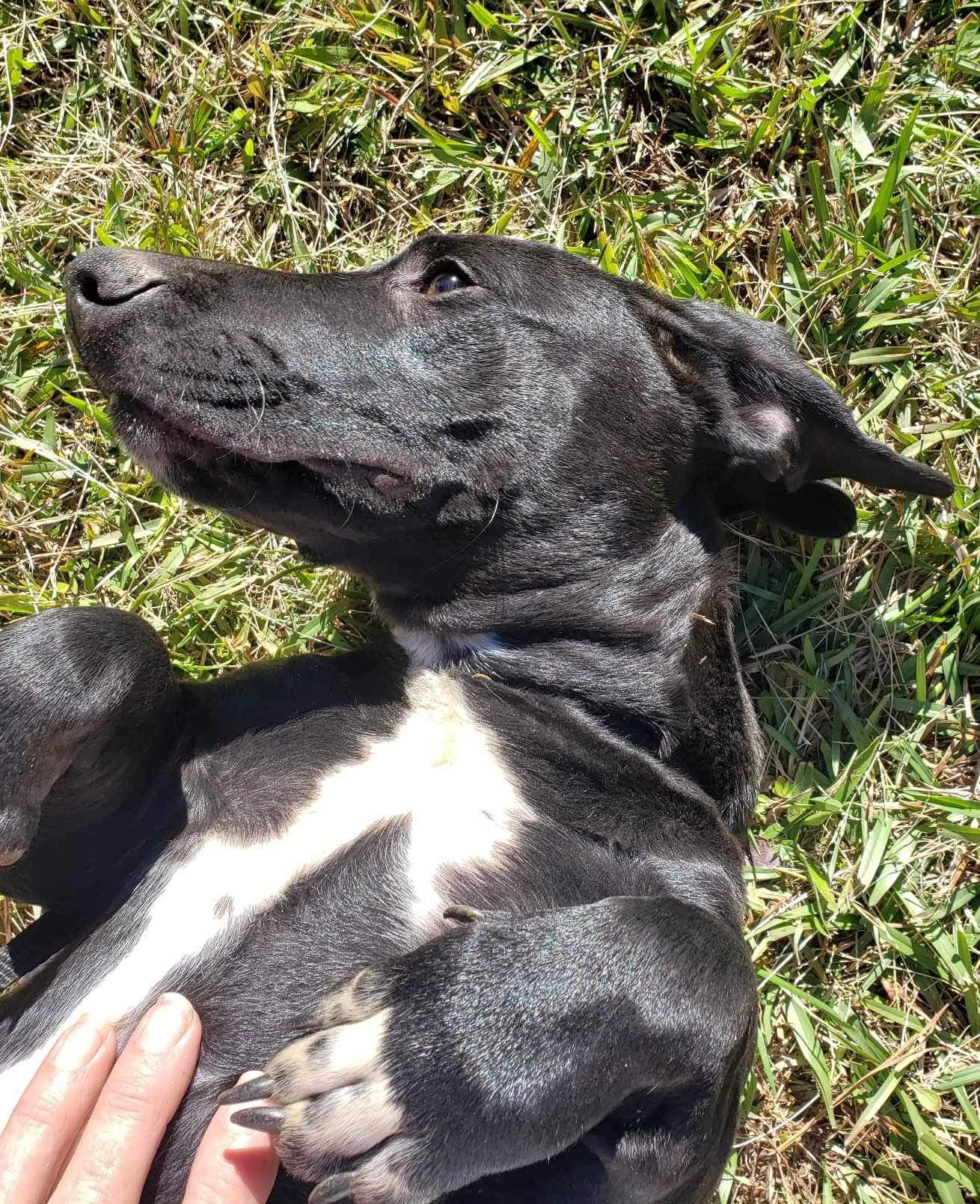 Enlarge Zeke, a Adoptable Mixed Breed in Roanoke, AL image 5/6