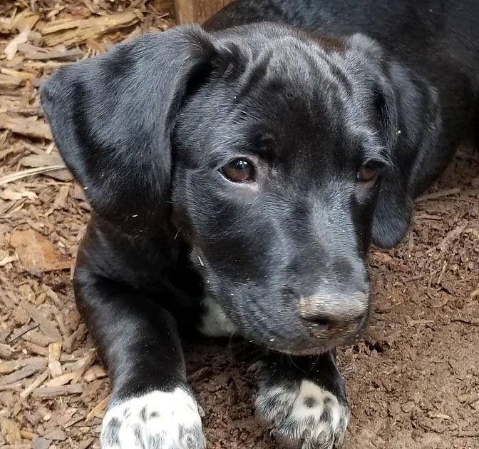 Zeke, Adoptable, Young Male Mixed Breed.