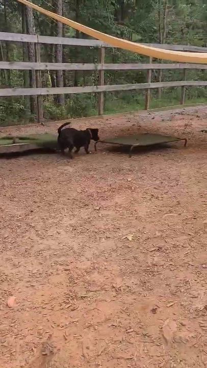 Enlarge Zeke, a Adoptable Mixed Breed in Roanoke, AL video 6/6