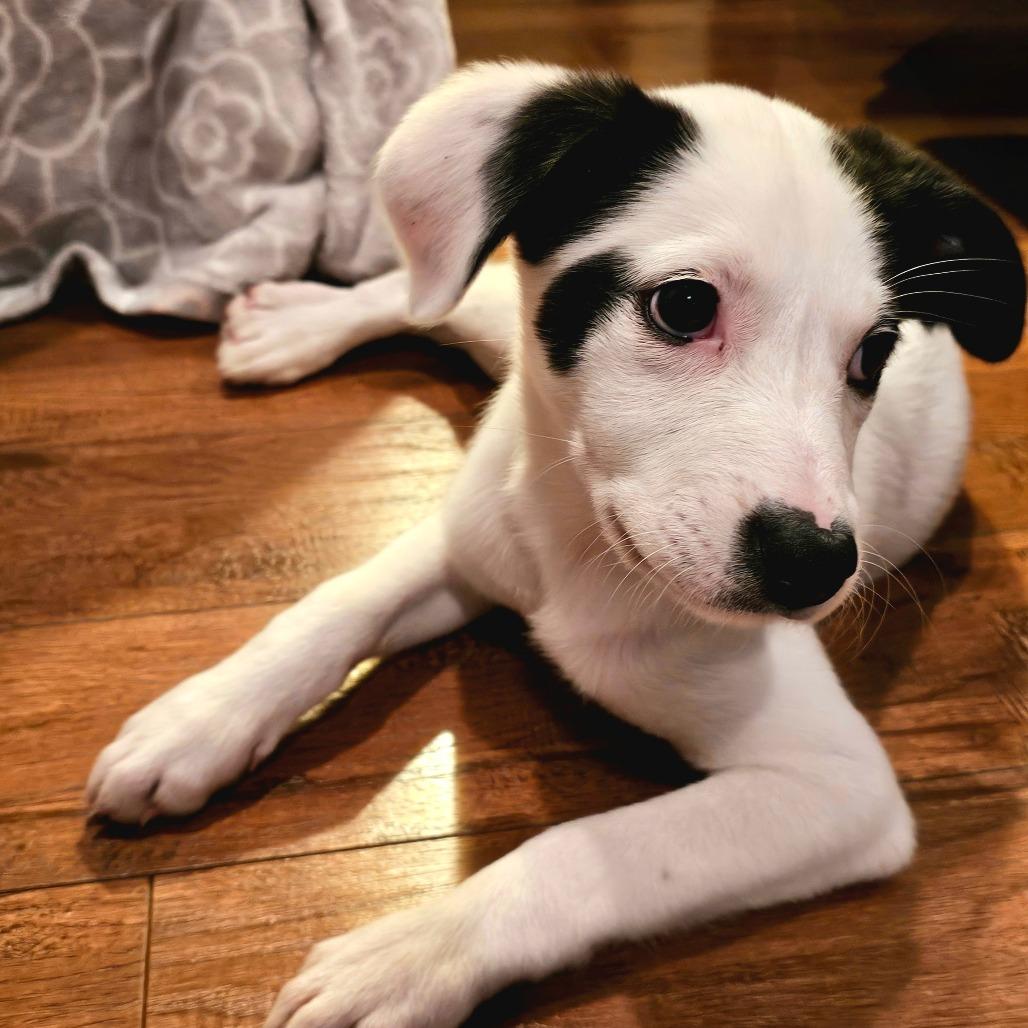 Enlarge Peppermint, a Adoptable mixed breed in Wimberley, TX image 1/5