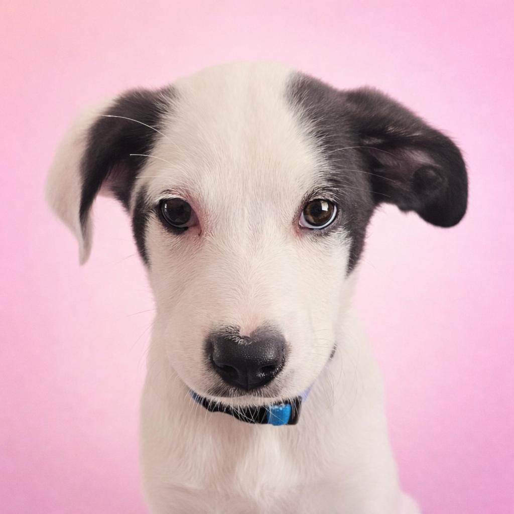 Enlarge Peppermint, a Adoptable mixed breed in Wimberley, TX image 2/5