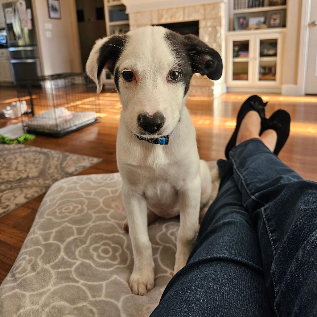 Enlarge Peppermint, a Adoptable mixed breed in Wimberley, TX image 3/5