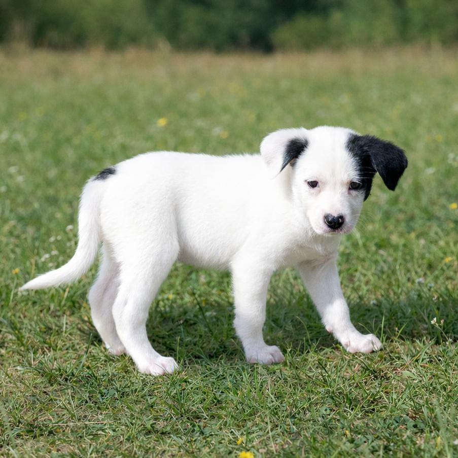 Enlarge Peppermint, a Adoptable mixed breed in Wimberley, TX image 4/5