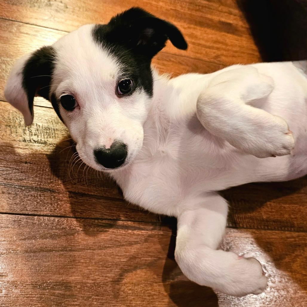 Enlarge Peppermint, a Adoptable mixed breed in Wimberley, TX image 5/5