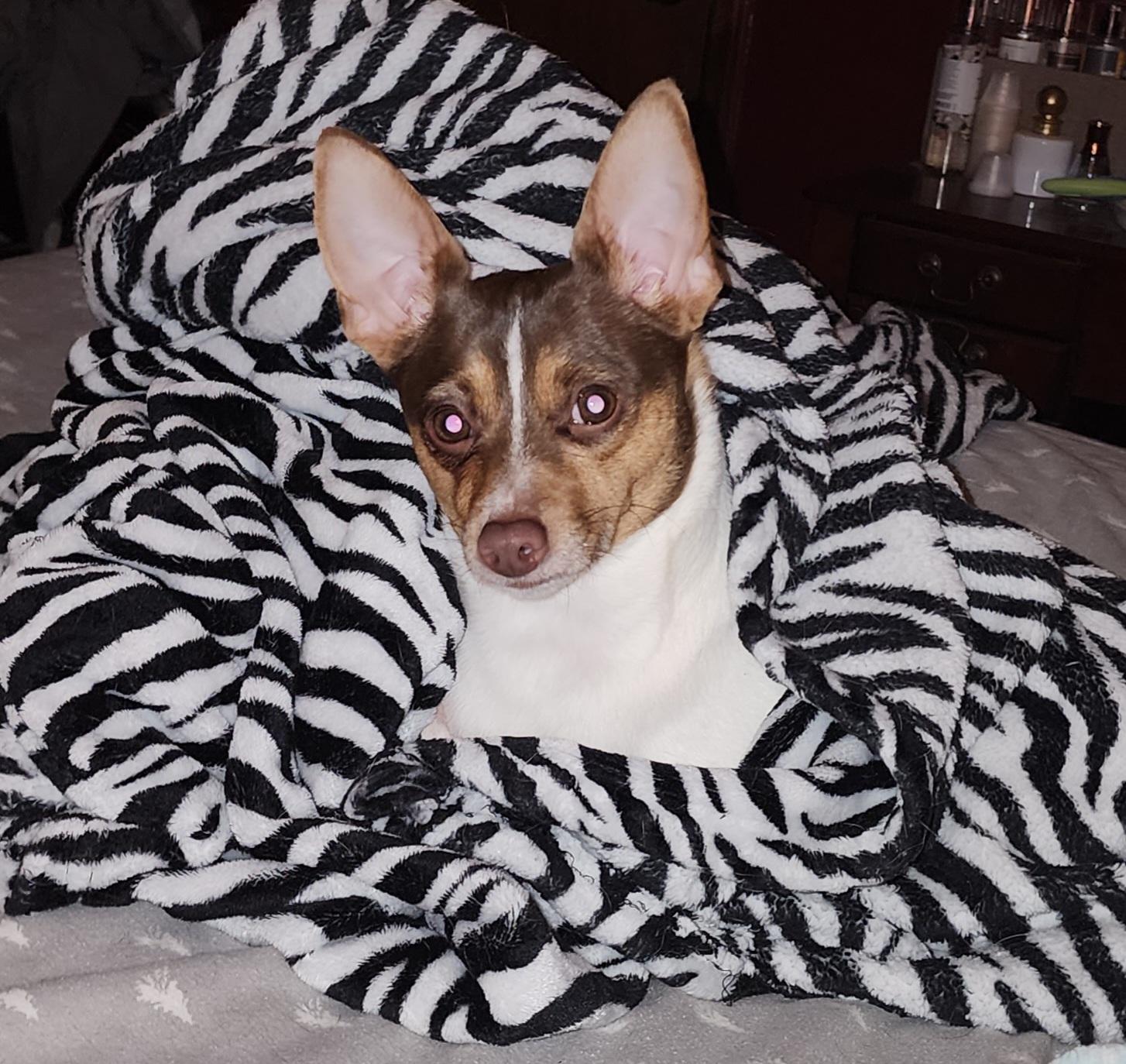 Toe Foo, a ADOPTABLE Rat Terrier in Concord, NC image 2/6