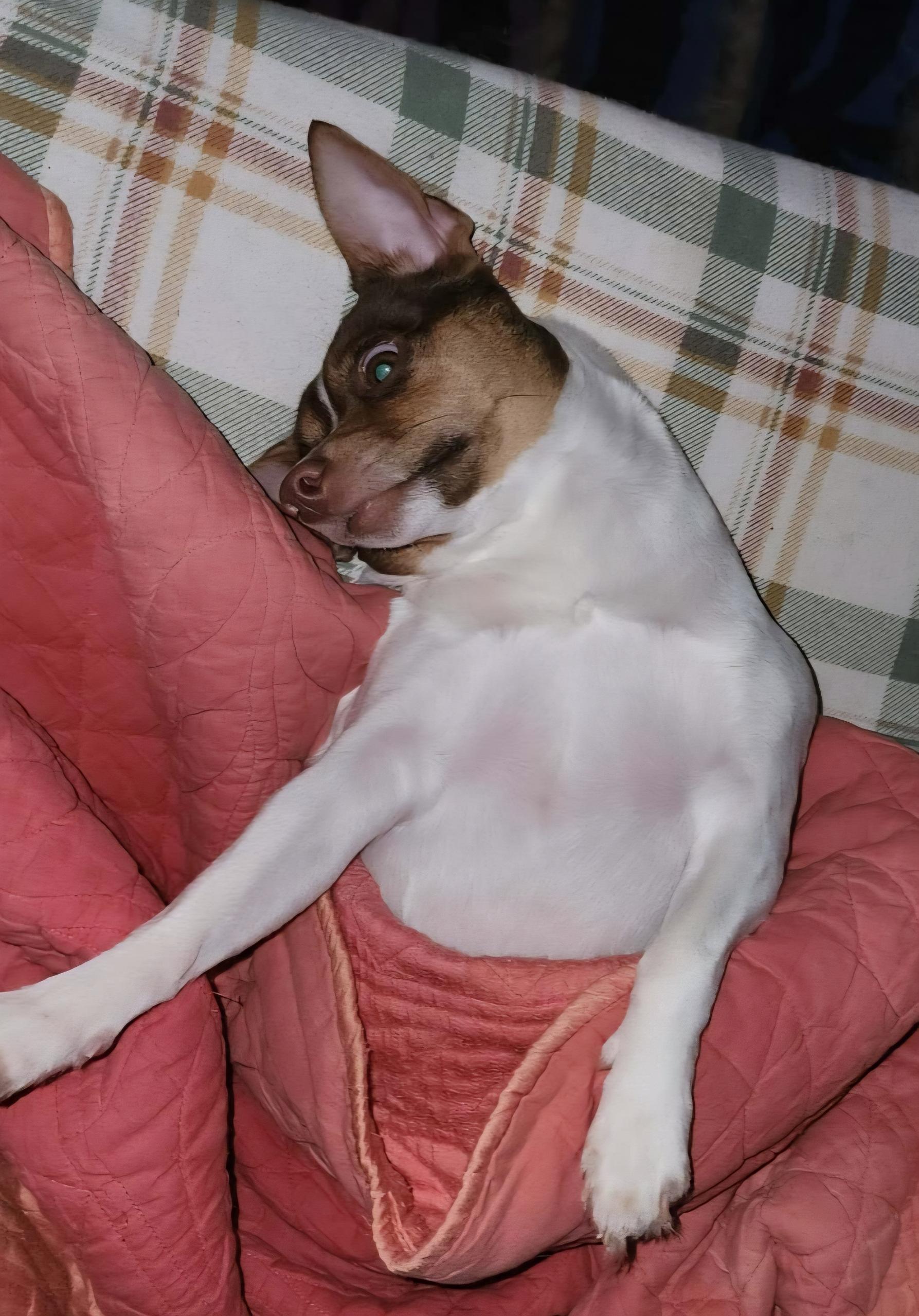 Toe Foo, a ADOPTABLE Rat Terrier in Concord, NC image 4/6