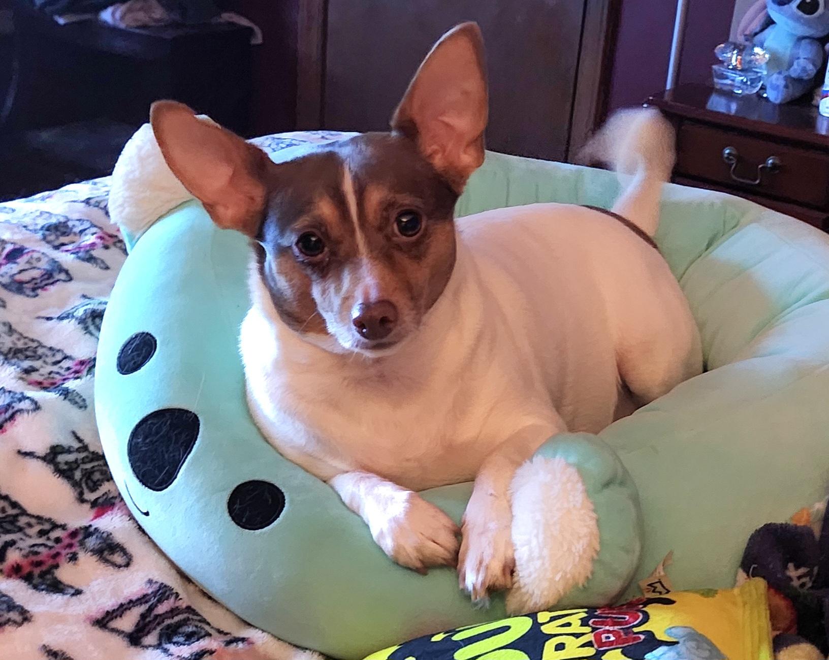 Toe Foo, ADOPTABLE, Adult Female Rat Terrier.