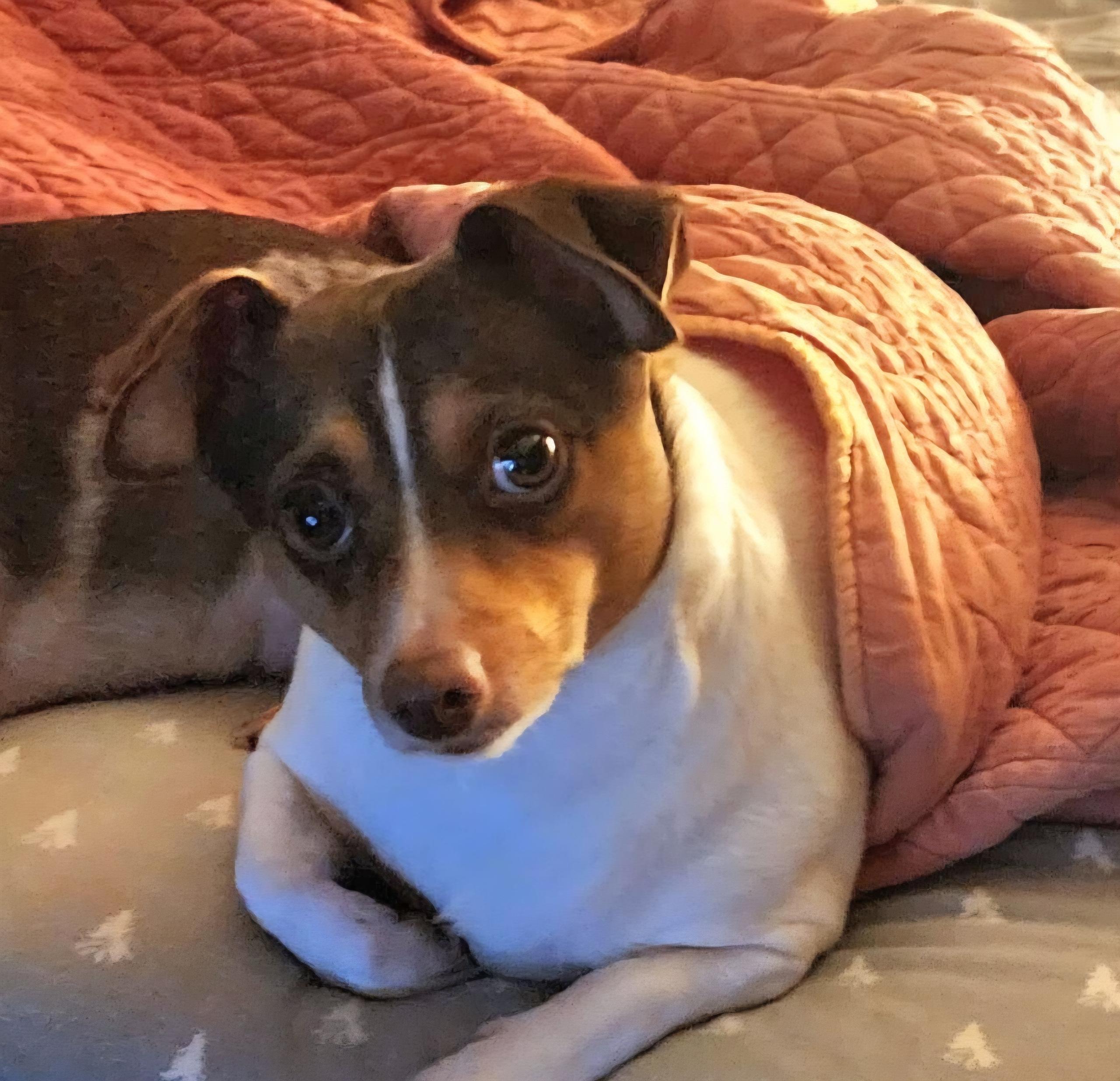 Toe Foo, a ADOPTABLE Rat Terrier in Concord, NC image 3/6