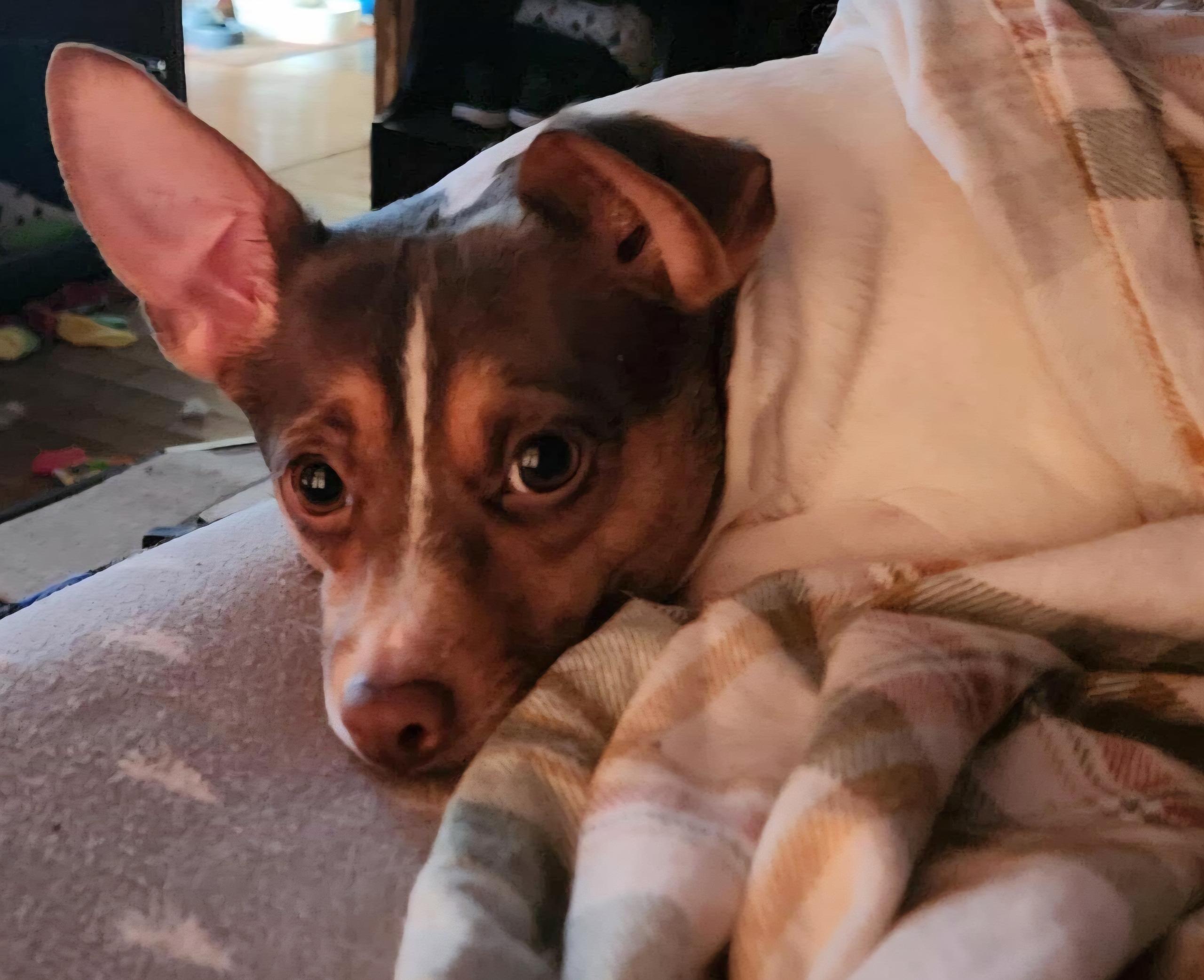 Toe Foo, a ADOPTABLE Rat Terrier in Concord, NC image 5/6