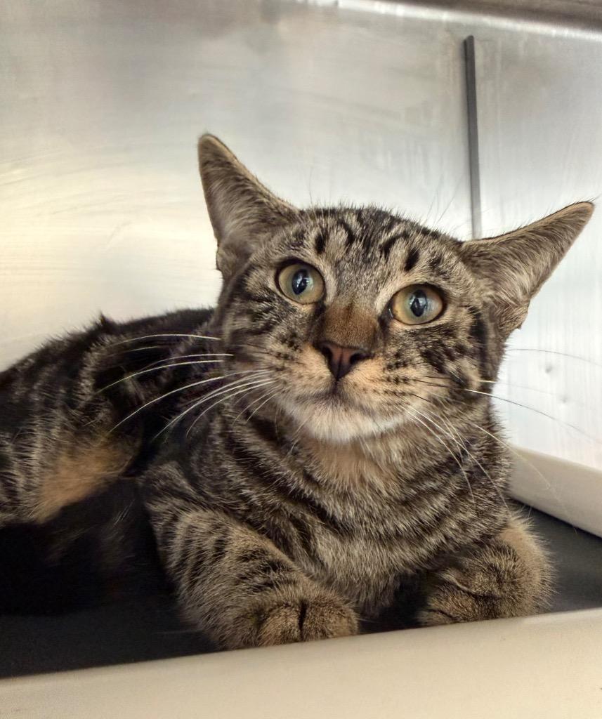 Enlarge Noah, a Adoptable mixed breed in Pomona, NY image 2/2
