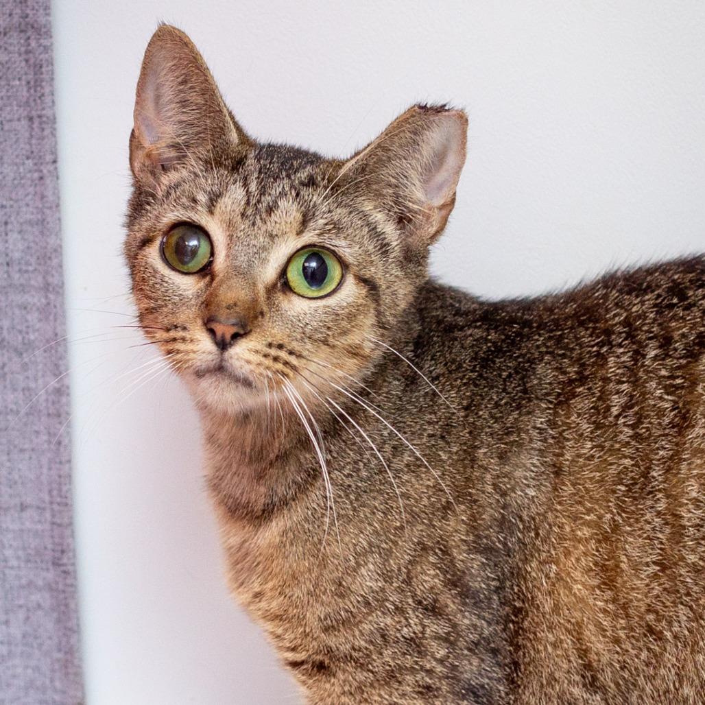 Enlarge Clear Water, a Adoptable mixed breed in Hattiesburg, MS image 1/2