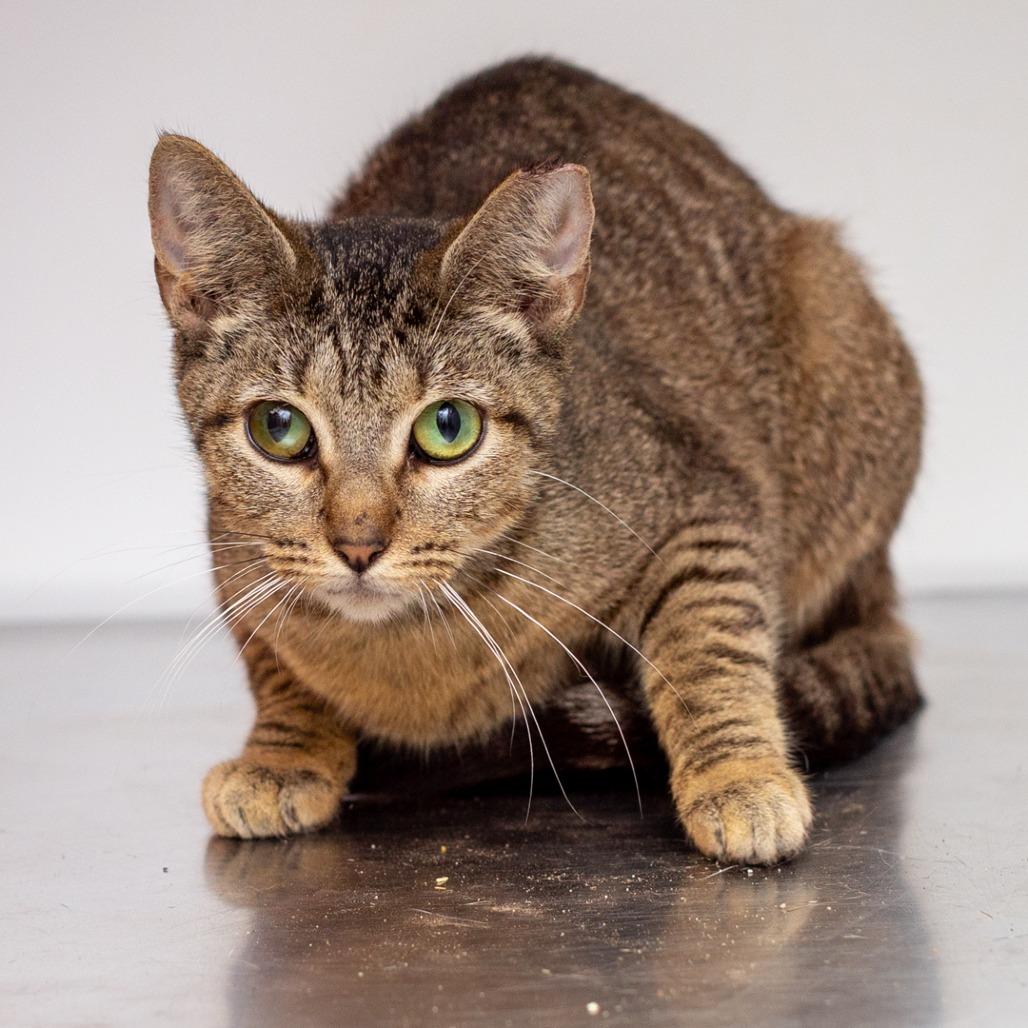 Enlarge Clear Water, a Adoptable mixed breed in Hattiesburg, MS image 2/2