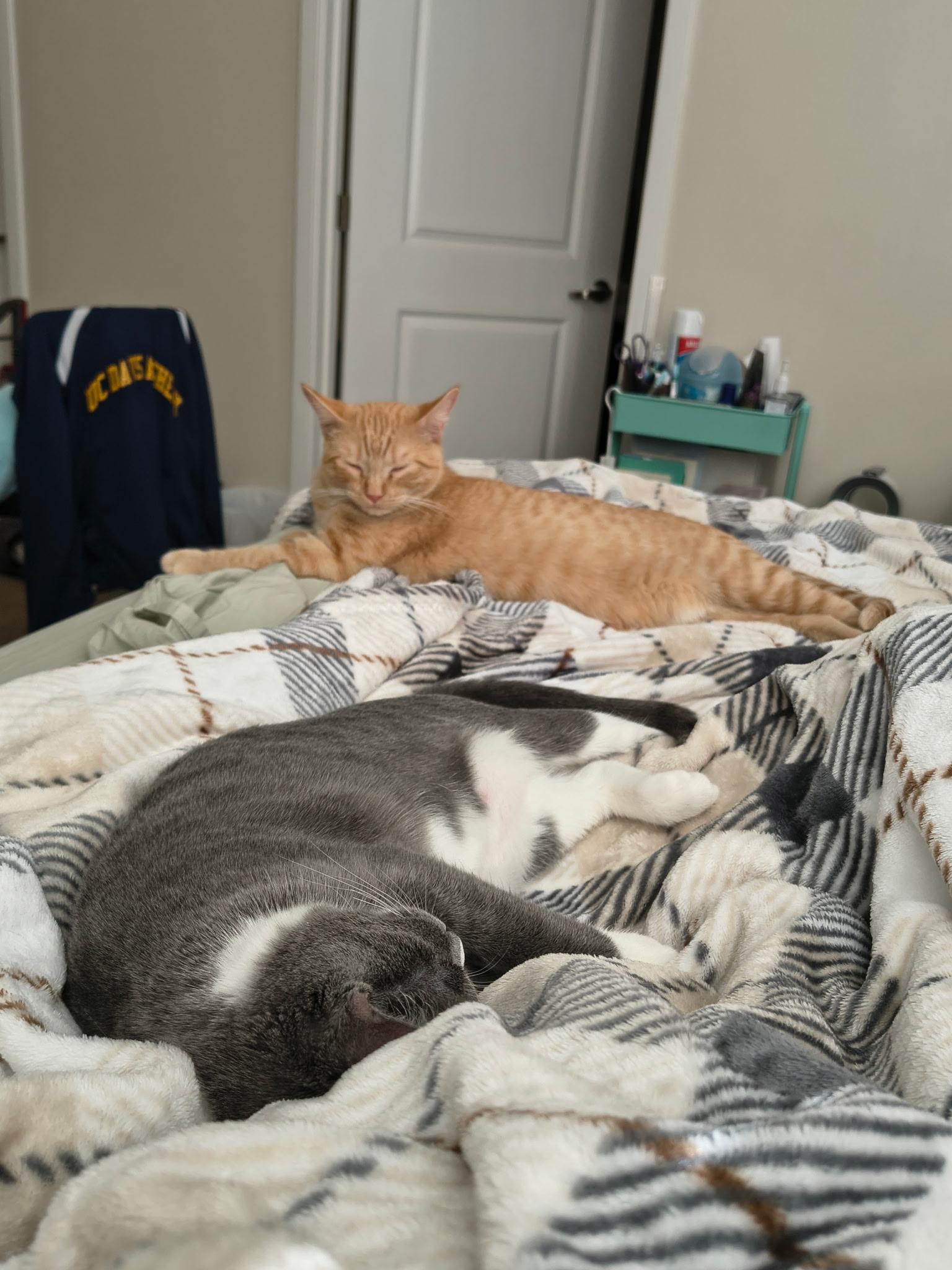 Enlarge Petey, an adoption pending Domestic Short Hair in Davis, CA image 5/6