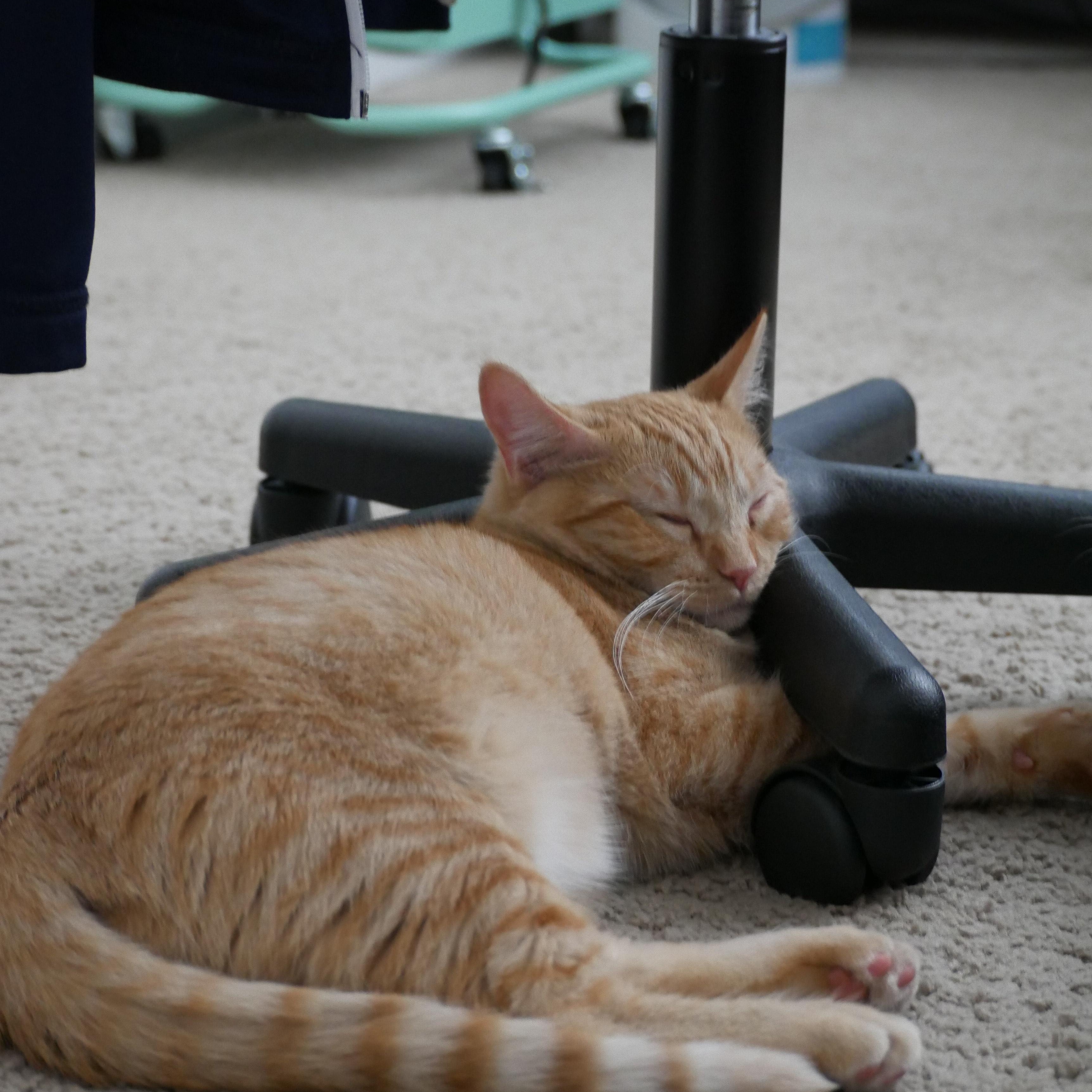 Petey, adoptable, Kitten Male Domestic Short Hair.