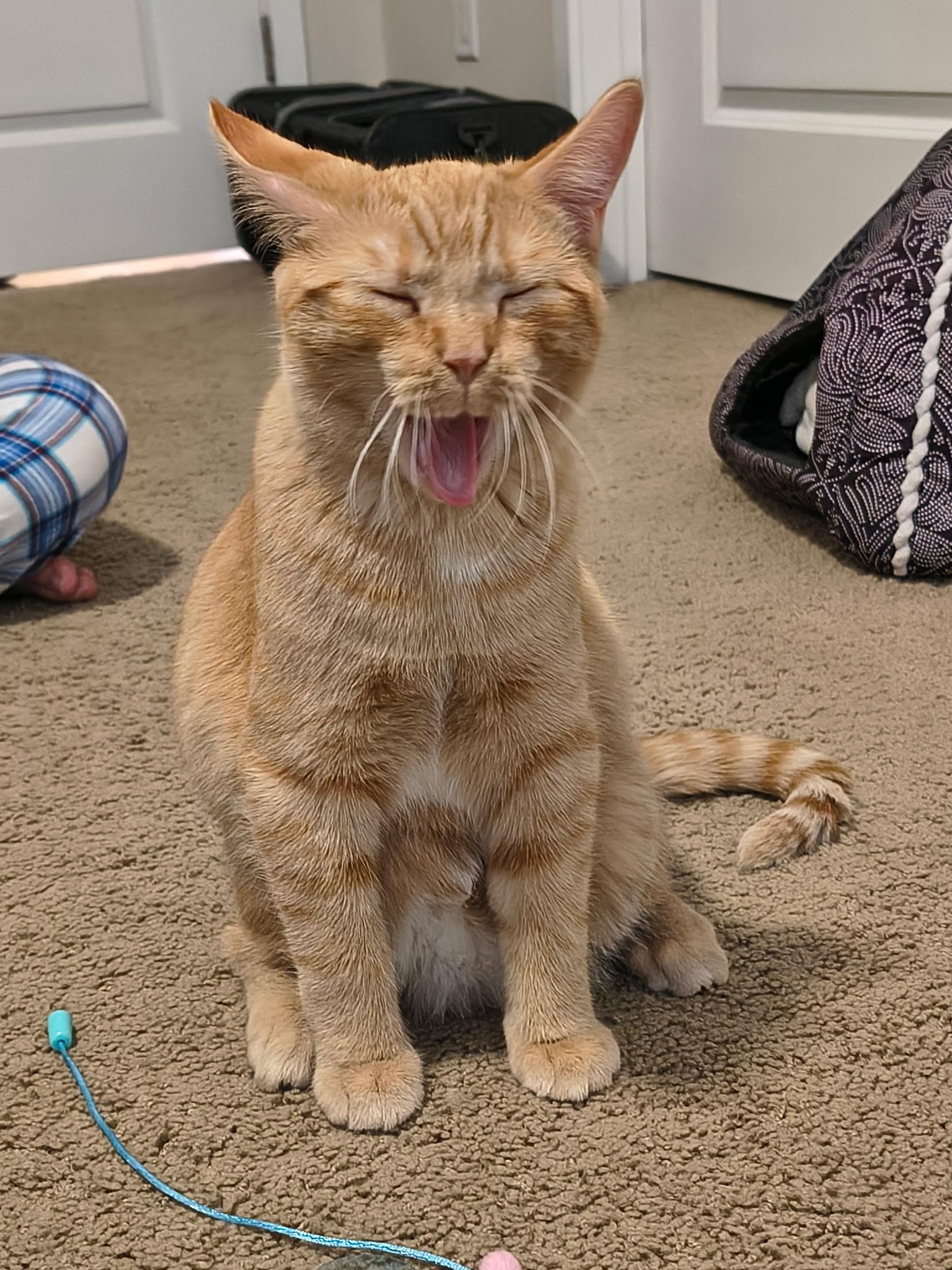 Enlarge Petey, an adoption pending Domestic Short Hair in Davis, CA image 6/6