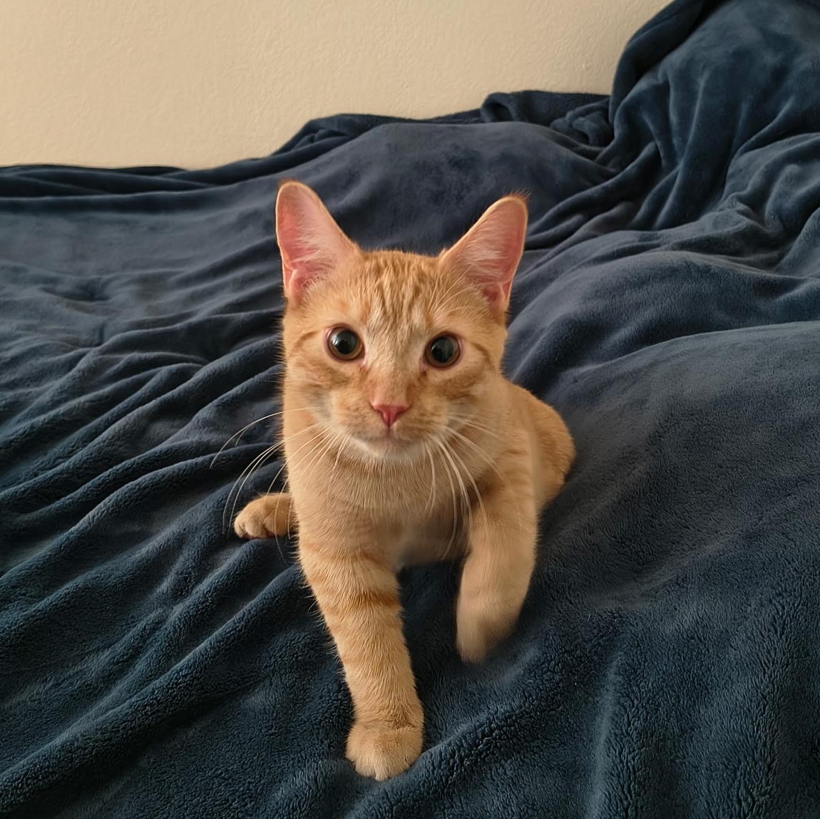 Enlarge Petey, an adoption pending Domestic Short Hair in Davis, CA image 1/6