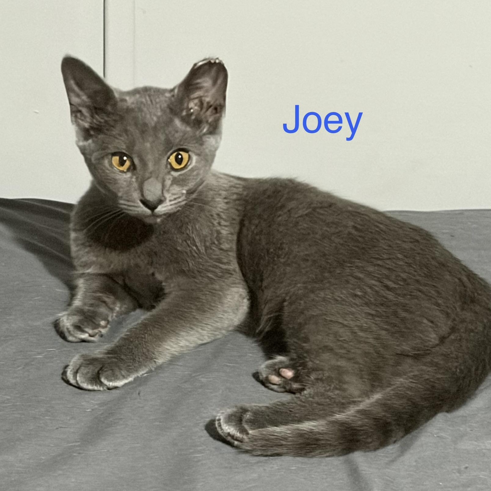 Joey, ADOPTABLE, Kitten Male Domestic Short Hair.