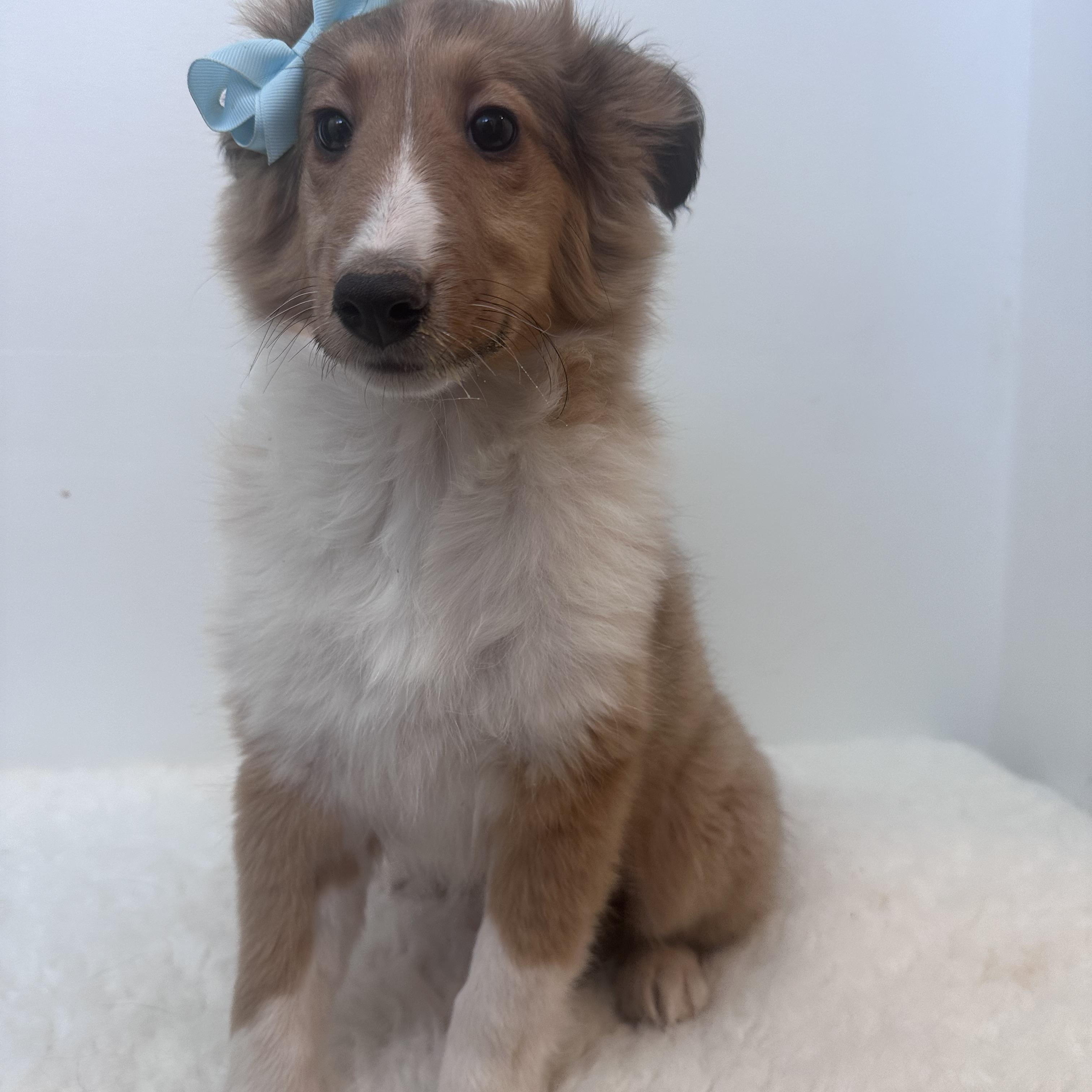 Enlarge Phobie, an adopted Shetland Sheepdog / Sheltie in Wrightstown, NJ image 5/6