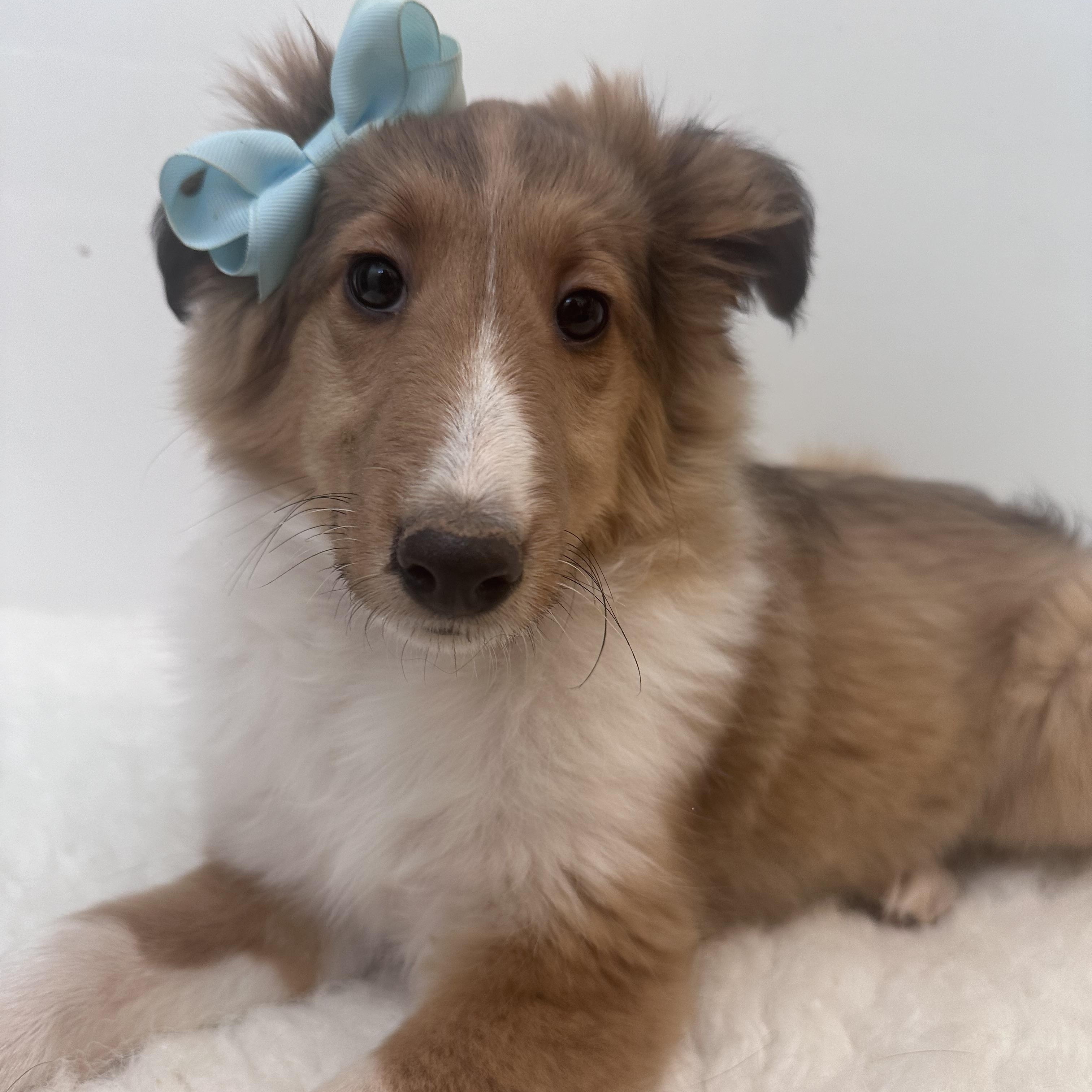 Enlarge Phobie, an adopted Shetland Sheepdog / Sheltie in Wrightstown, NJ image 2/6