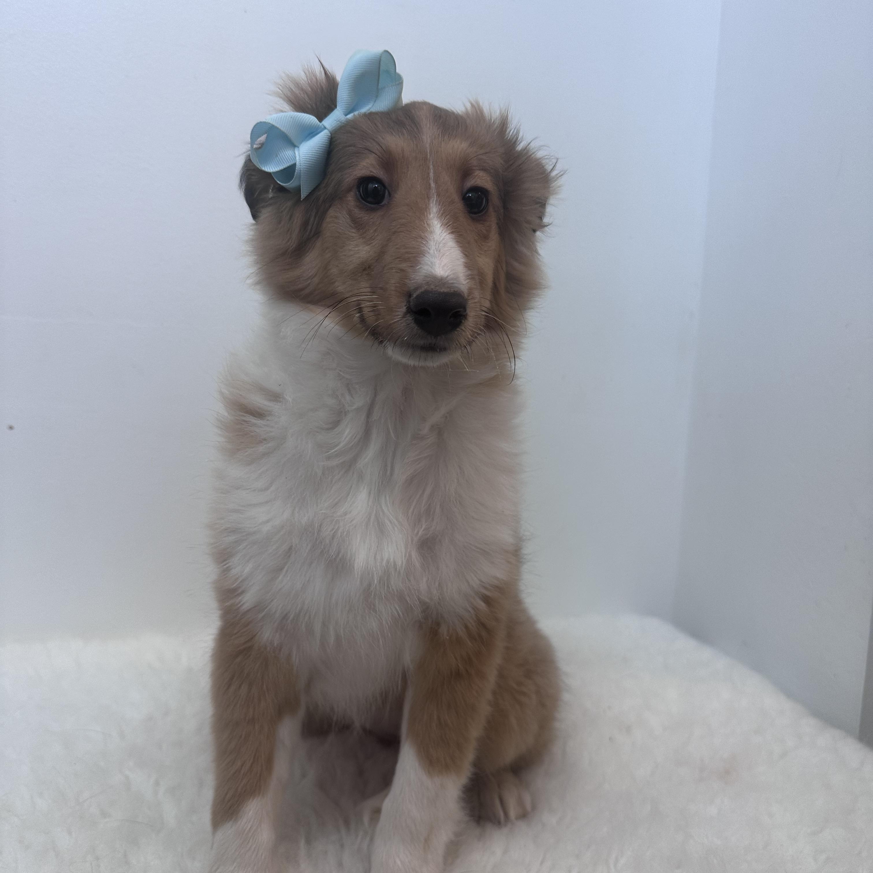 Enlarge Phobie, an adopted Shetland Sheepdog / Sheltie in Wrightstown, NJ image 1/6