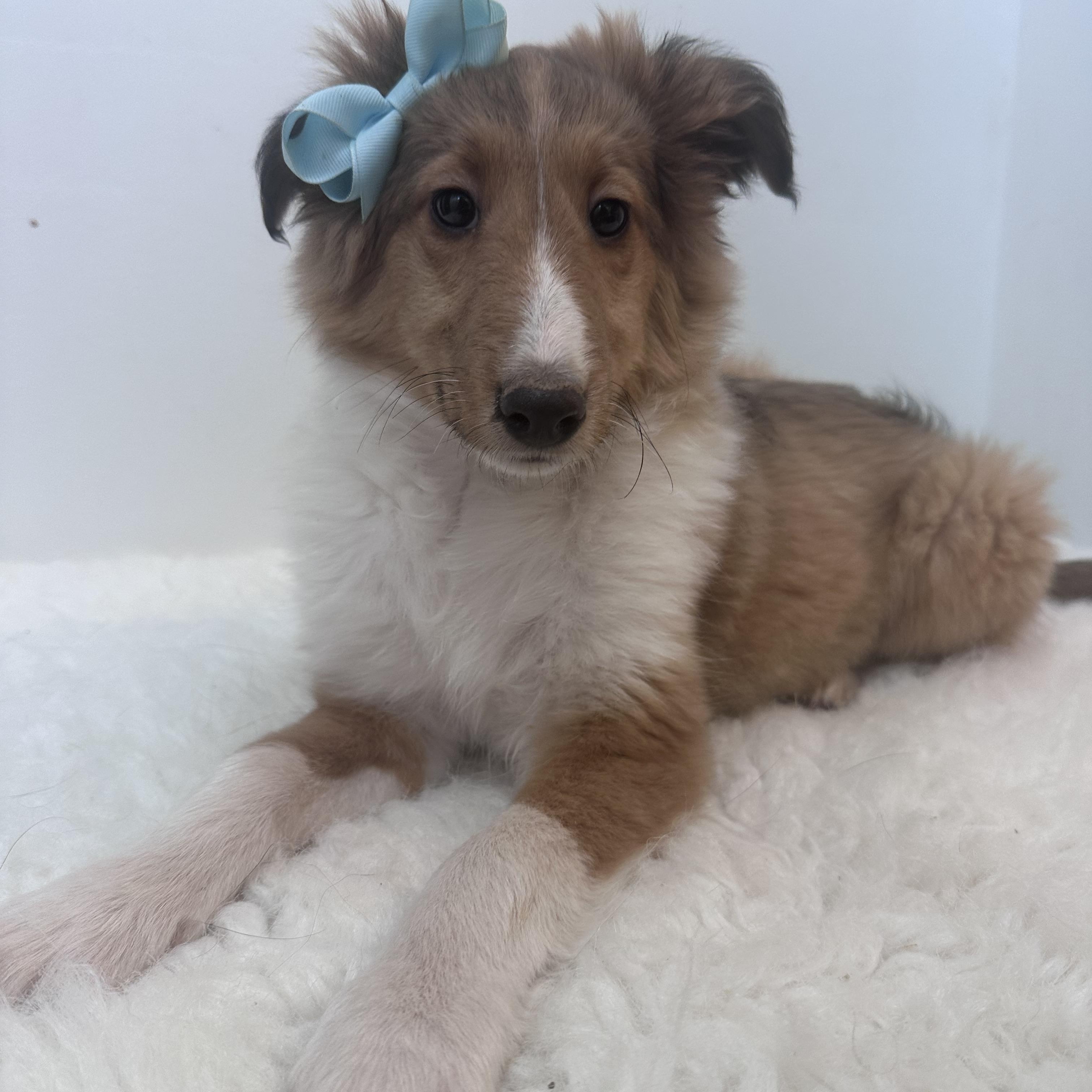 Enlarge Phobie, an adopted Shetland Sheepdog / Sheltie in Wrightstown, NJ image 6/6