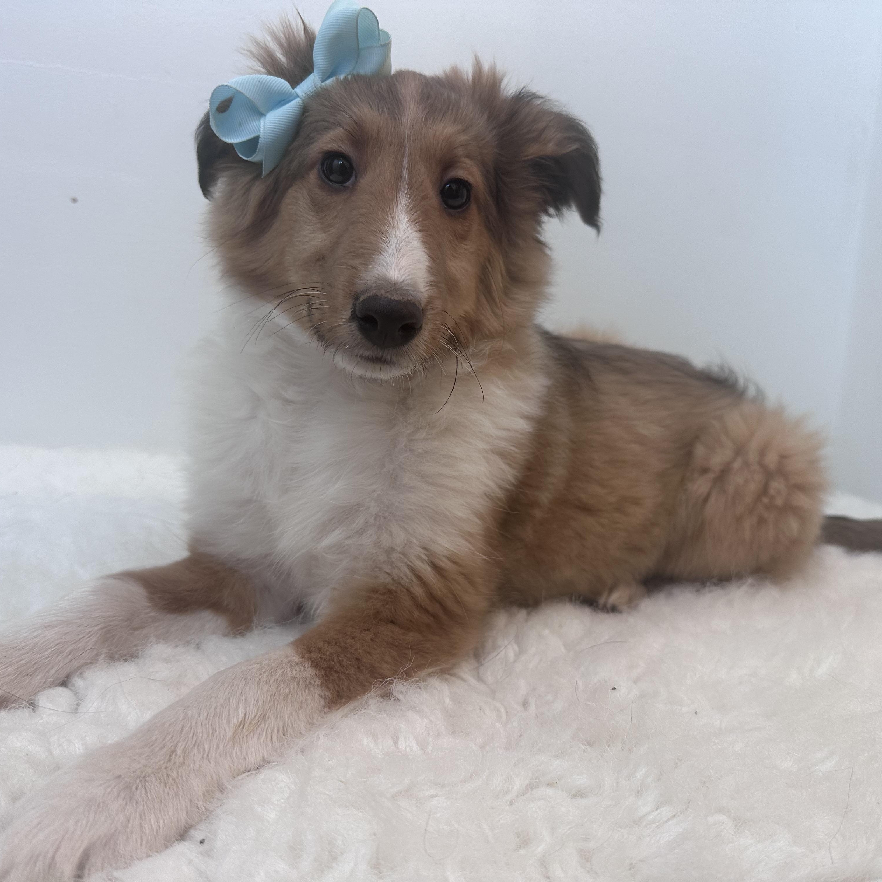 Enlarge Phobie, an adopted Shetland Sheepdog / Sheltie in Wrightstown, NJ image 3/6