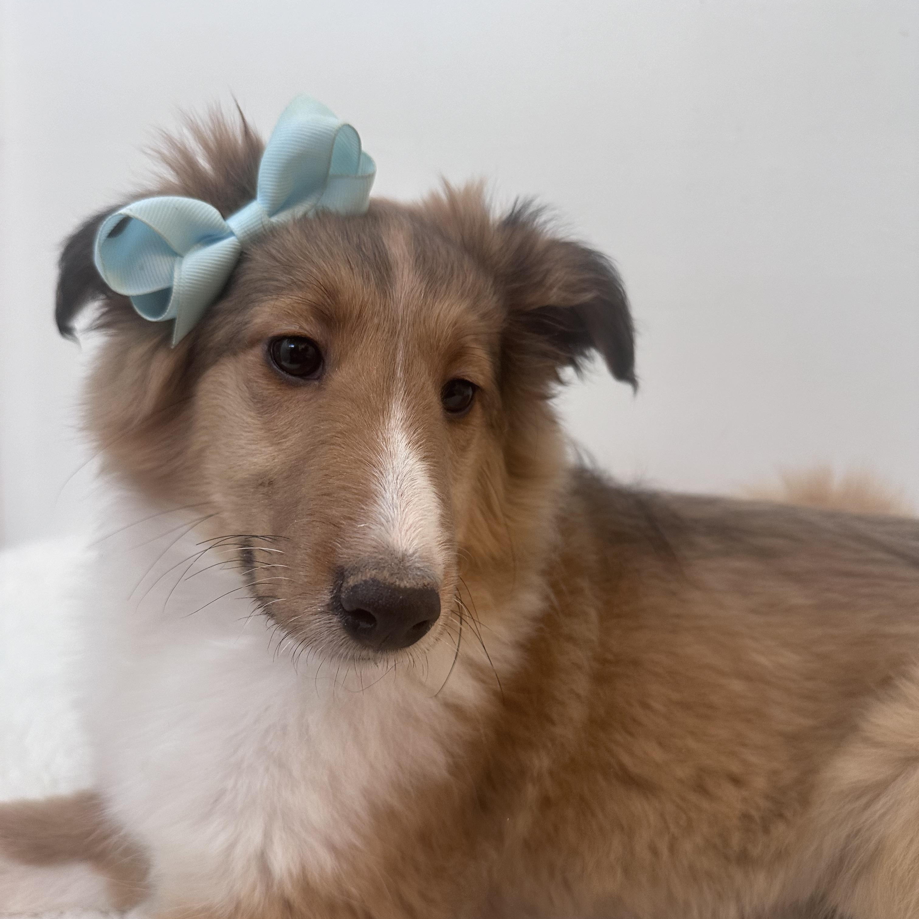 Enlarge Phobie, an adopted Shetland Sheepdog / Sheltie in Wrightstown, NJ image 4/6