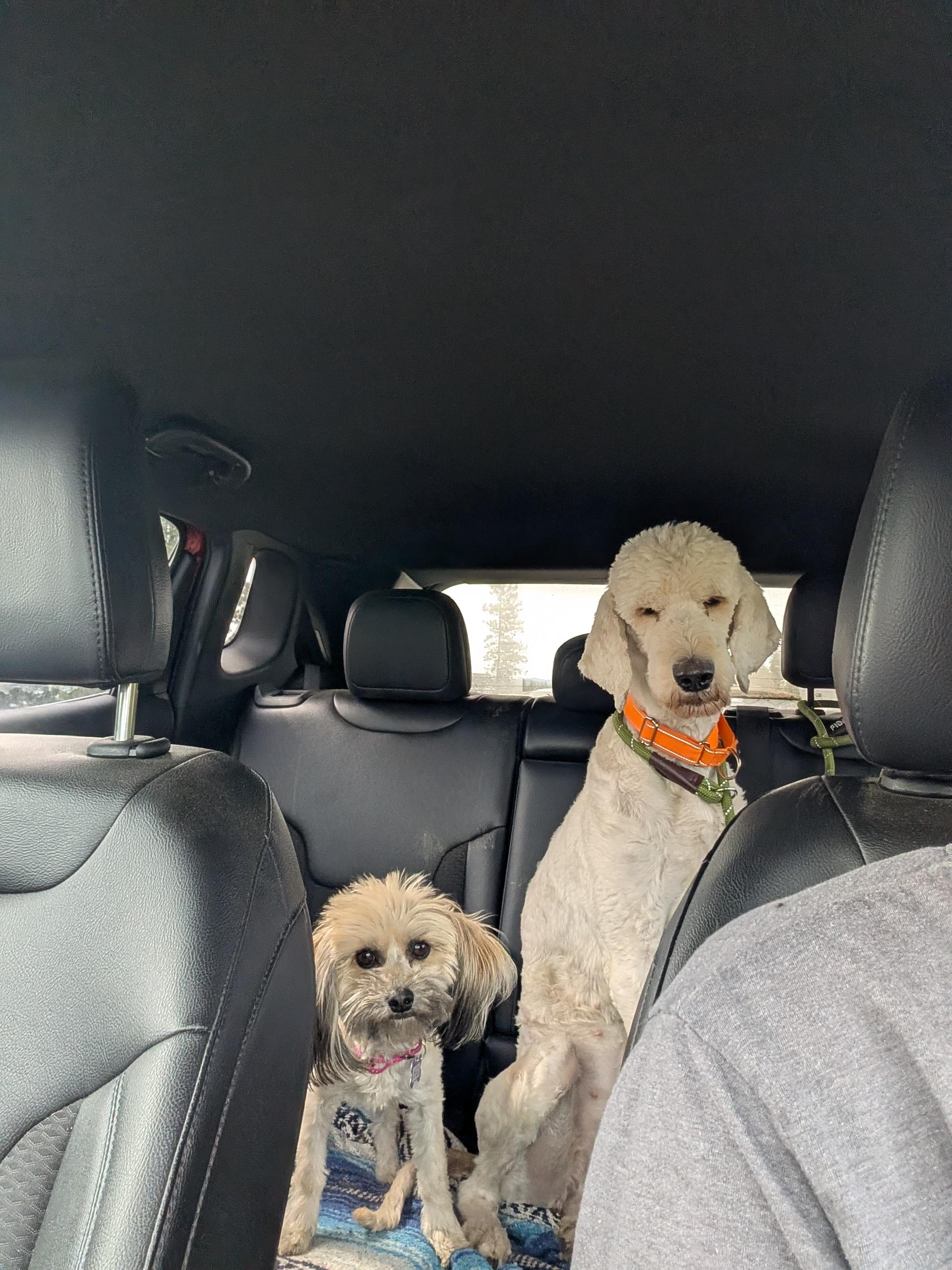 Enlarge Thelma (and Louise), a ADOPTABLE mixed breed in COEUR D ALENE, ID image 2/3
