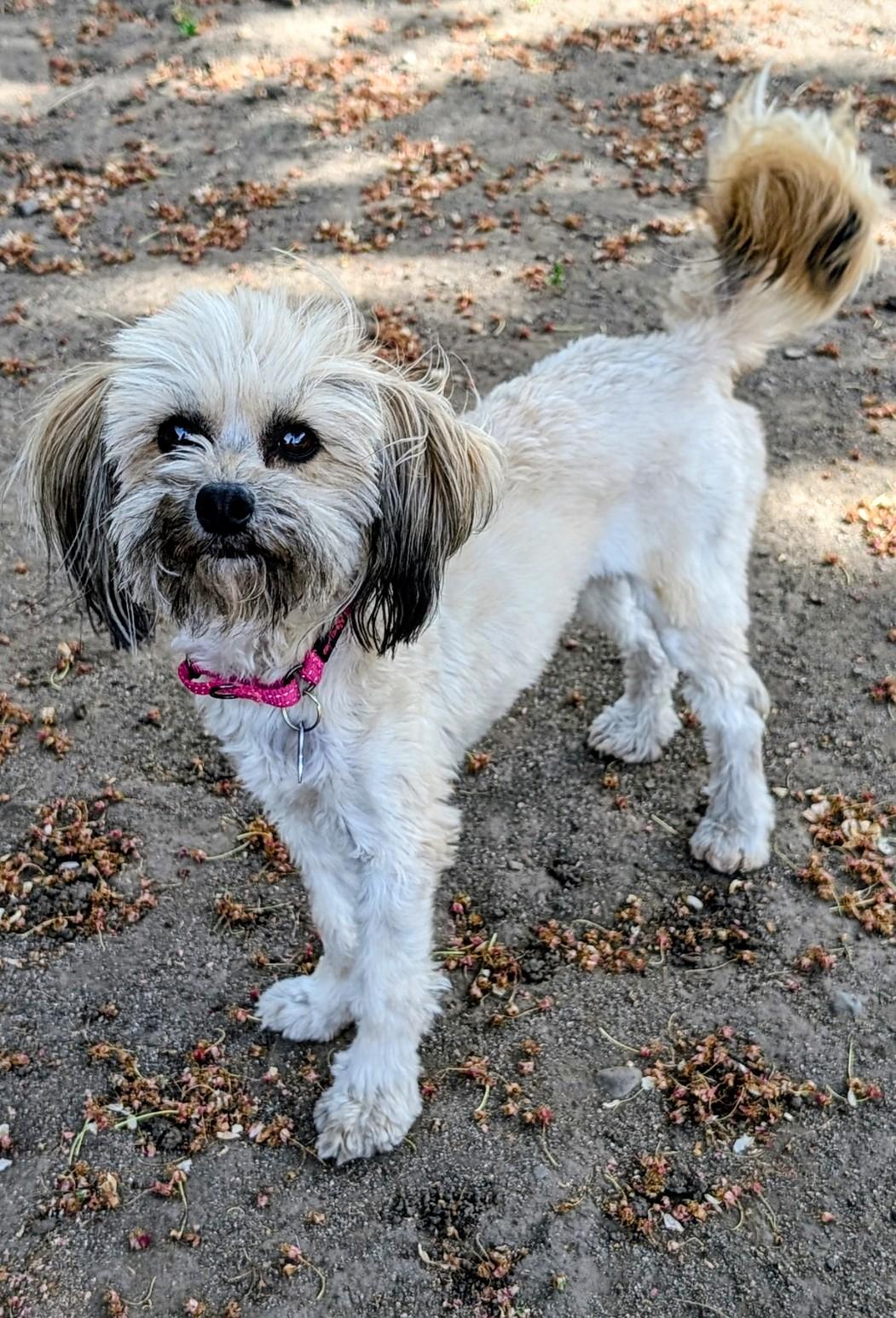 Enlarge Thelma (and Louise), a ADOPTABLE mixed breed in COEUR D ALENE, ID image 1/3