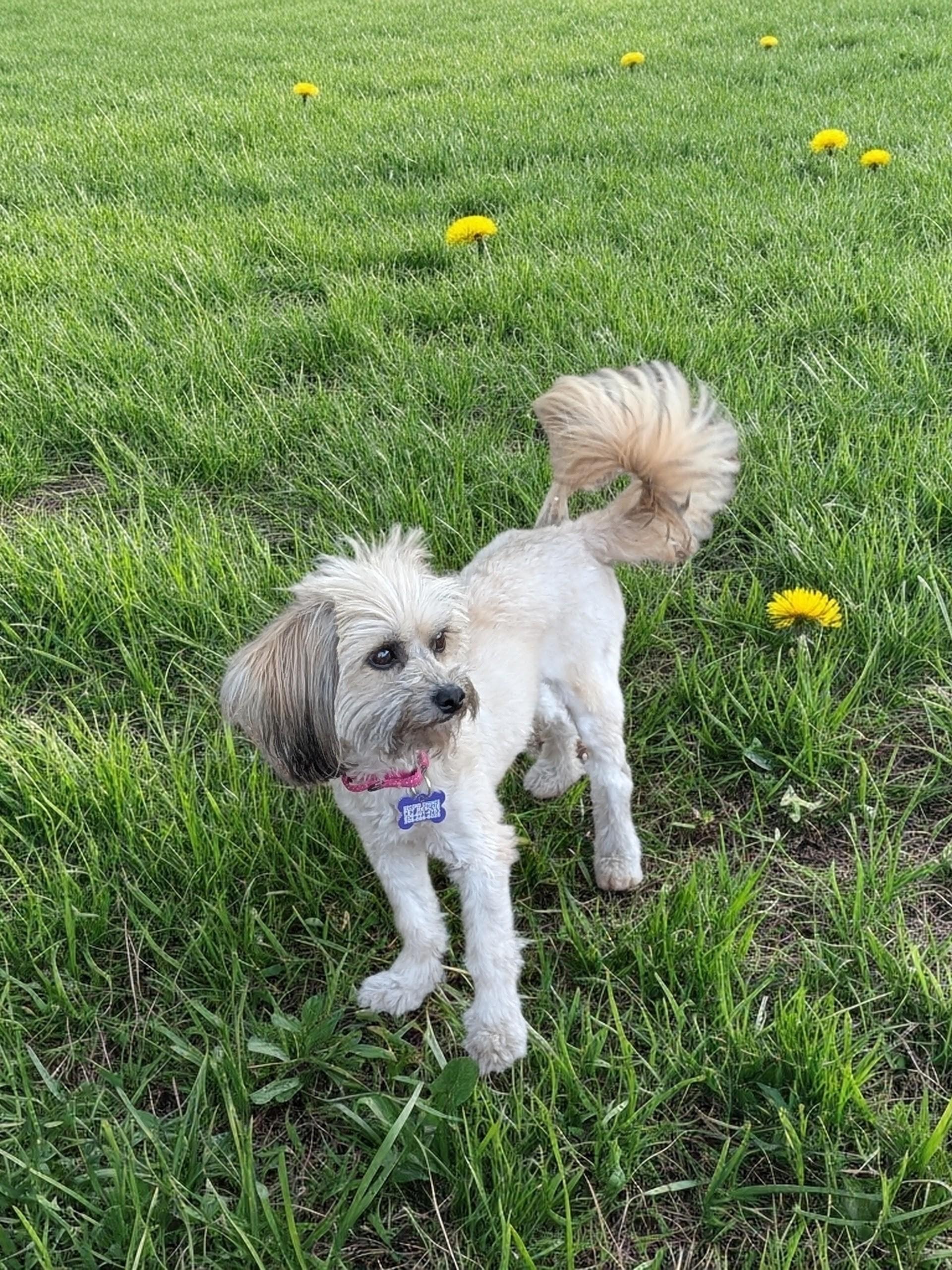 Enlarge Thelma (and Louise), a ADOPTABLE mixed breed in COEUR D ALENE, ID image 3/3