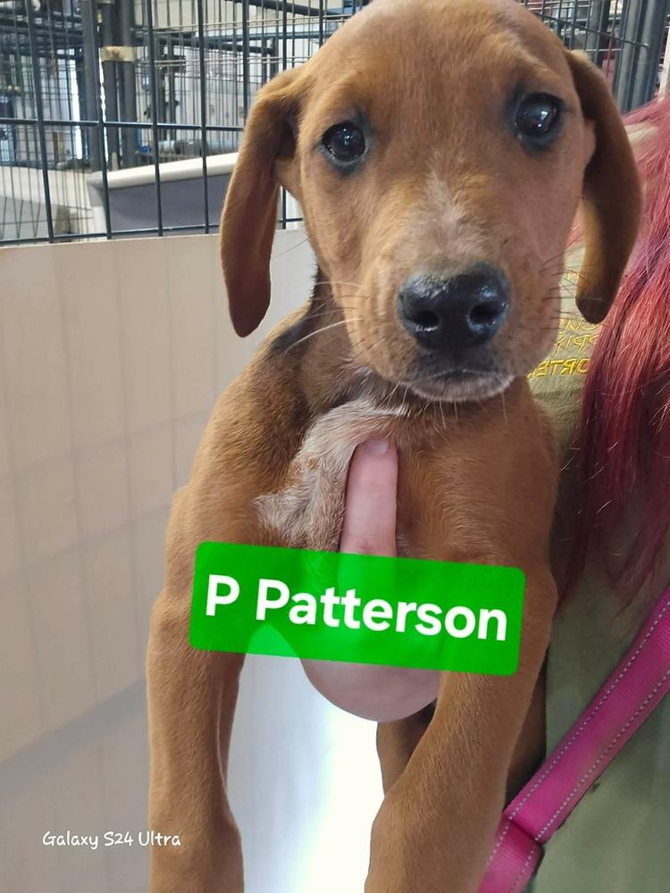 Enlarge P Patterson, a Adoptable mixed breed in Warrenton, MO image 1/1