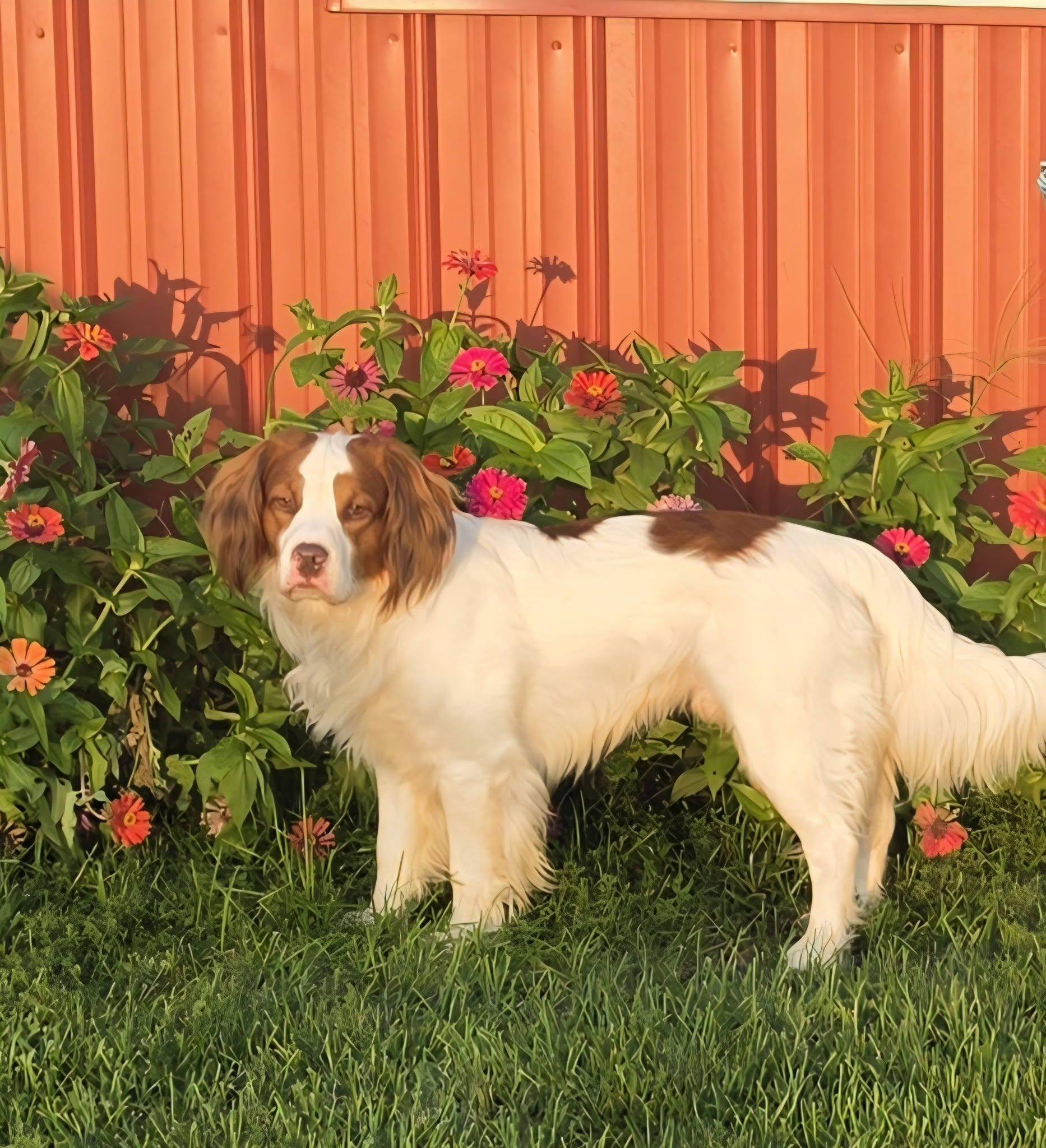 Thor, ADOPTABLE, Adult Male Brittany Spaniel & English Springer Spaniel.