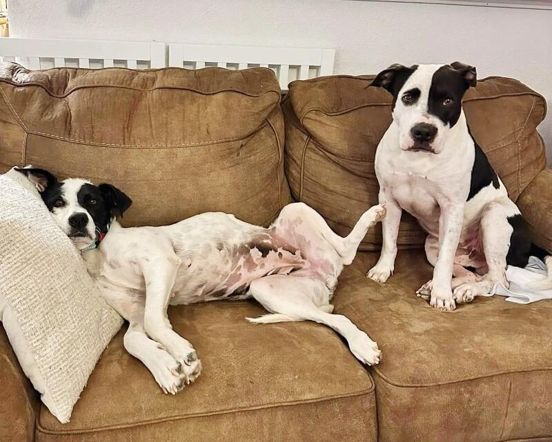 Panda the perfect doggy pal — thumbnail 2