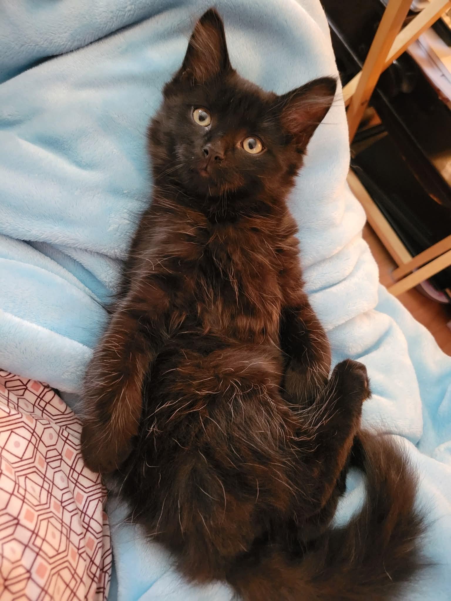 Oshi, adopted, Kitten Male Domestic Long Hair.