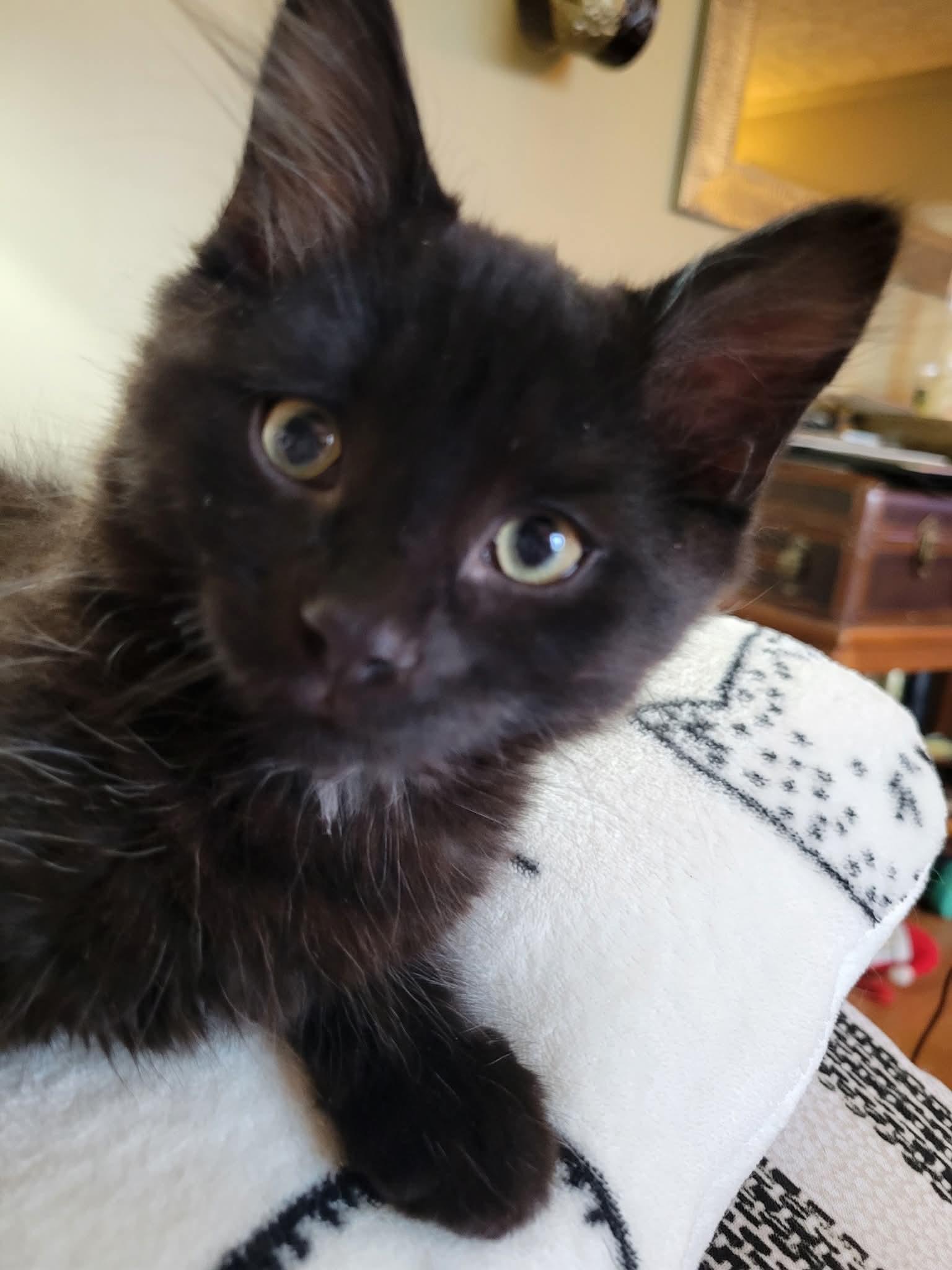 Enlarge Oshi, an adopted Domestic Long Hair in Dartmouth, NS image 2/6