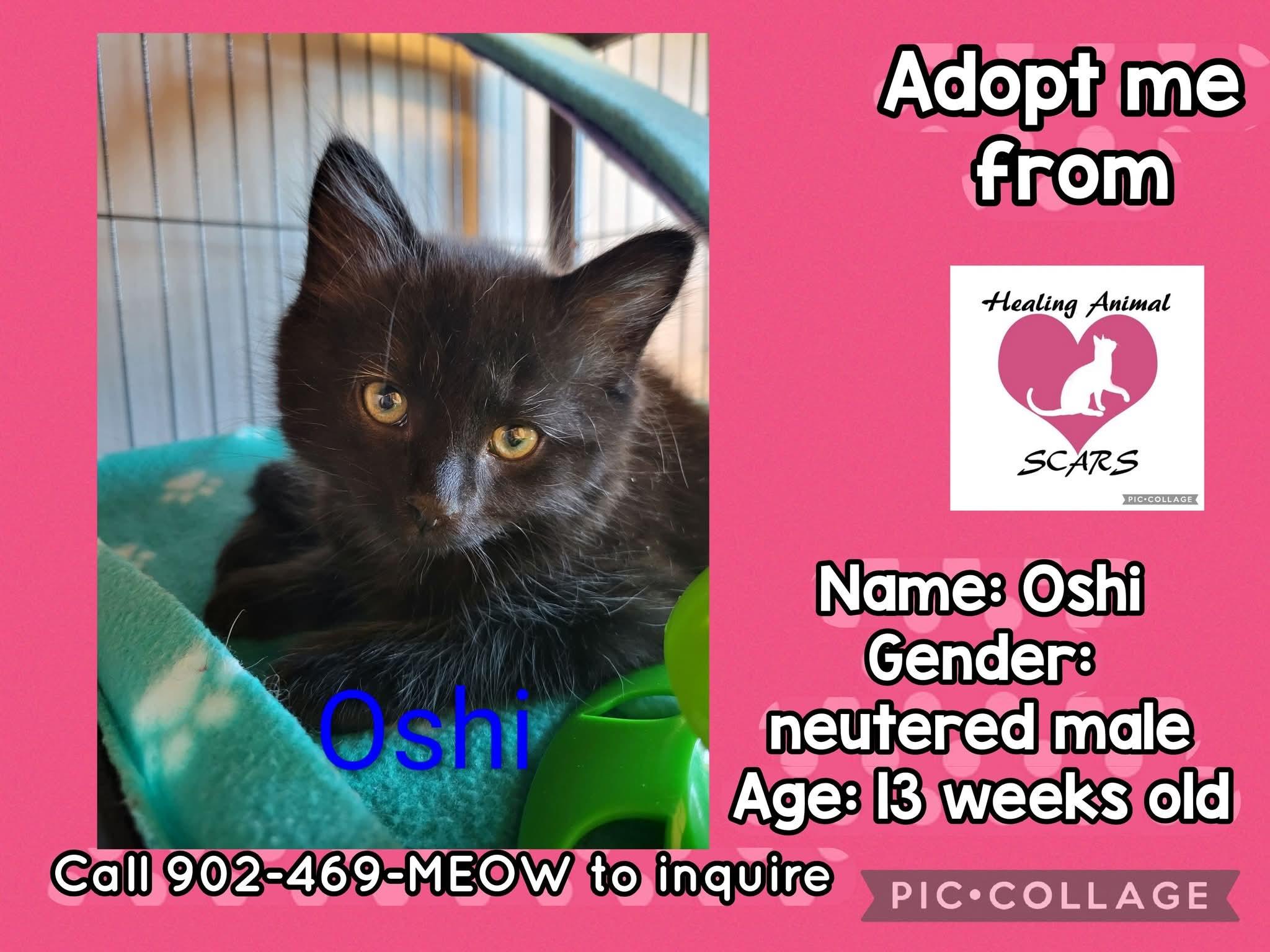 Enlarge Oshi, an adopted Domestic Long Hair in Dartmouth, NS image 3/6