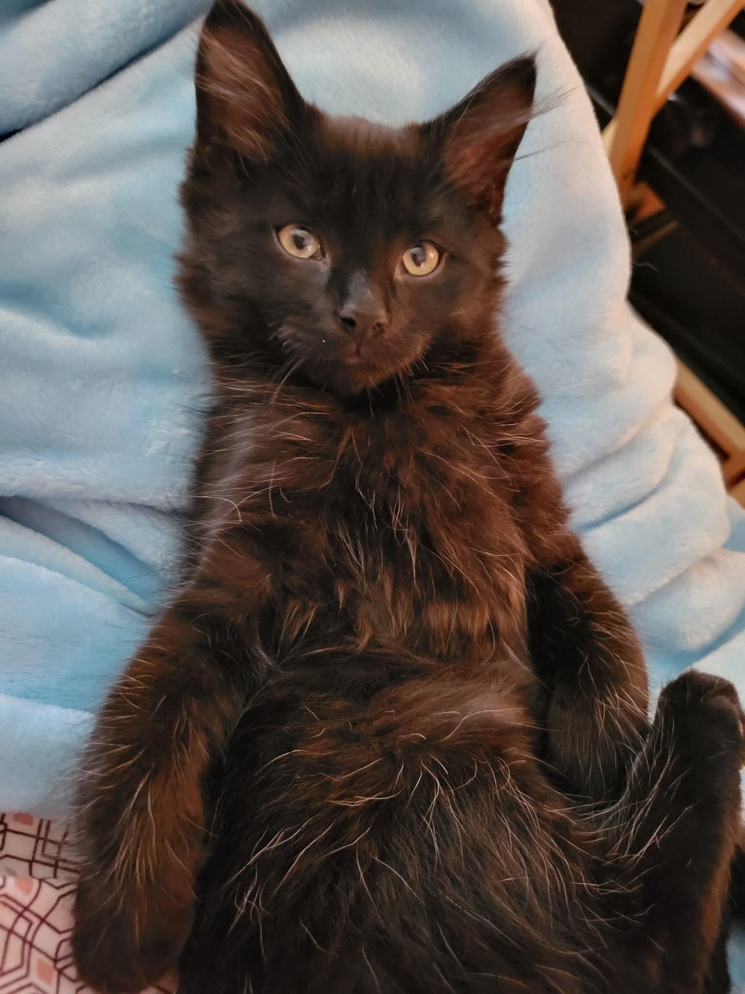 Enlarge Oshi, an adopted Domestic Long Hair in Dartmouth, NS image 5/6