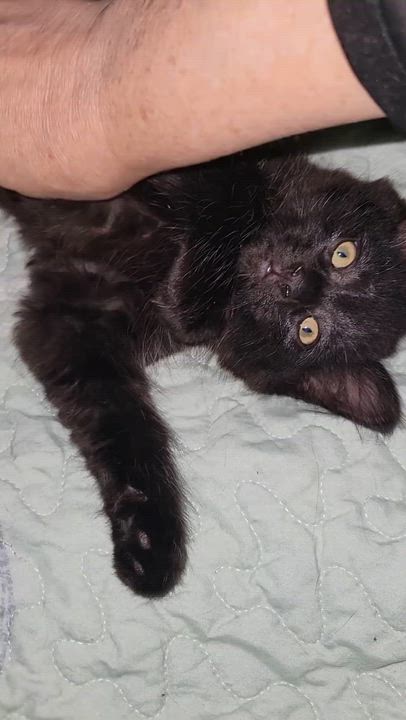 Enlarge Oshi, an adopted Domestic Long Hair in Dartmouth, NS video 6/6