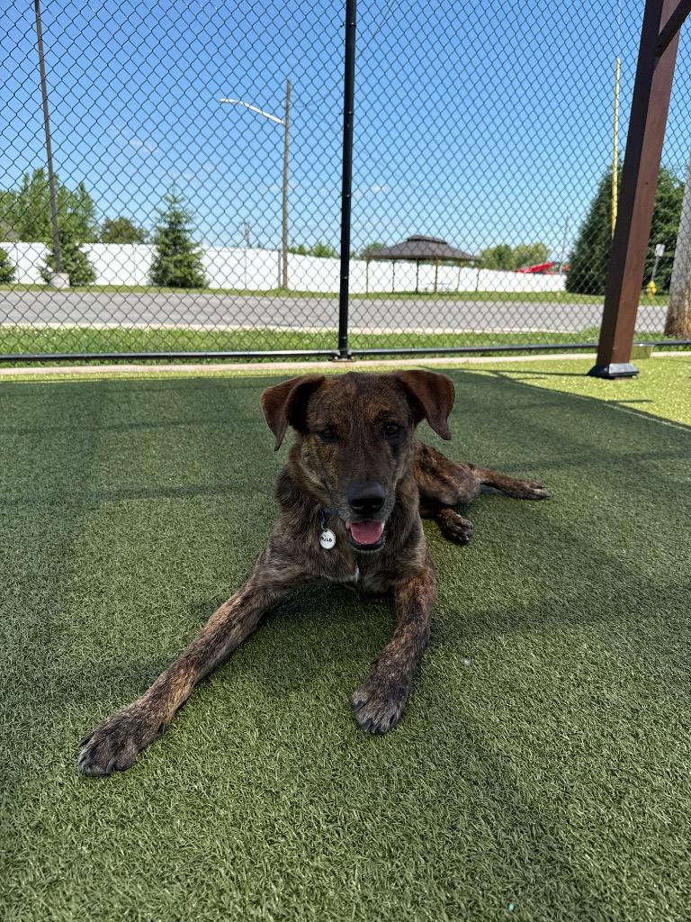 Milo, Adoptable, Adult Male Labrador Retriever & Hound.