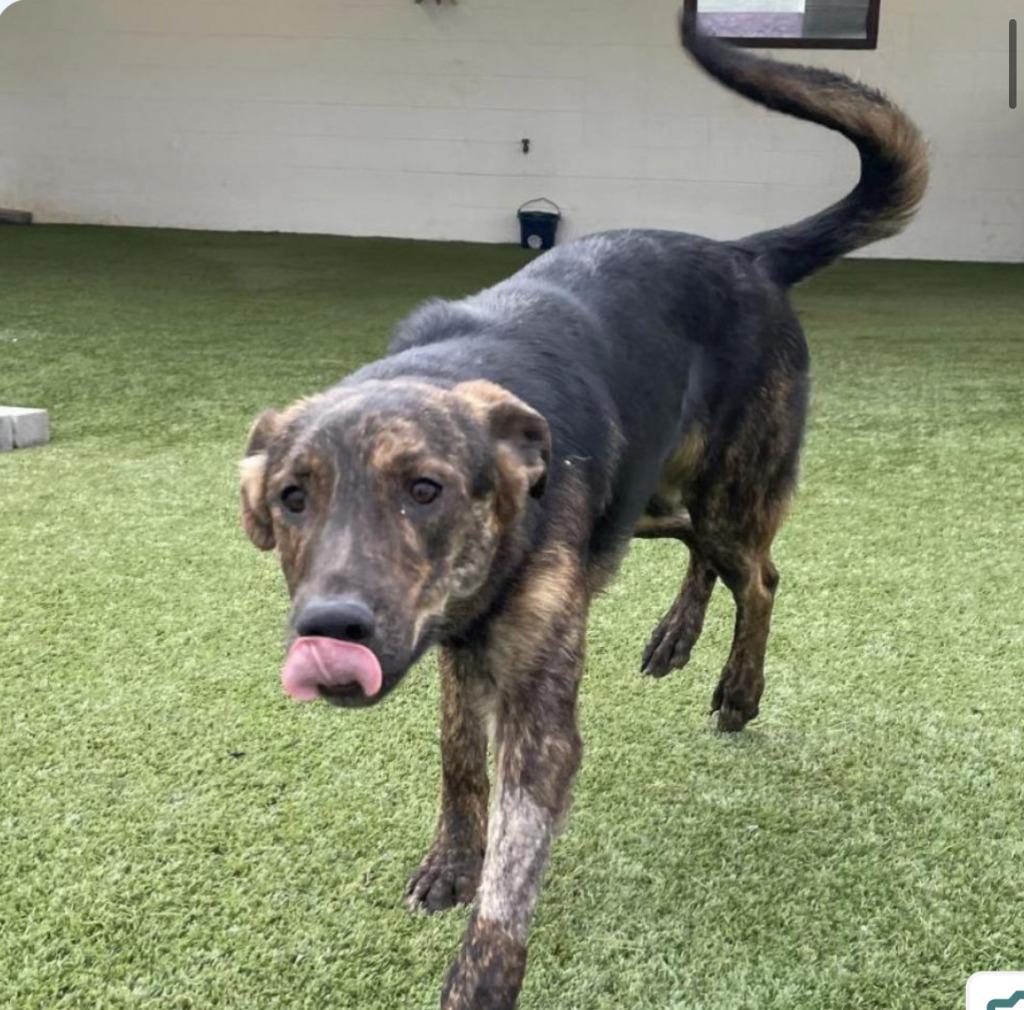Enlarge Milo, a Adoptable mixed breed in North Syracuse, NY image 1/1