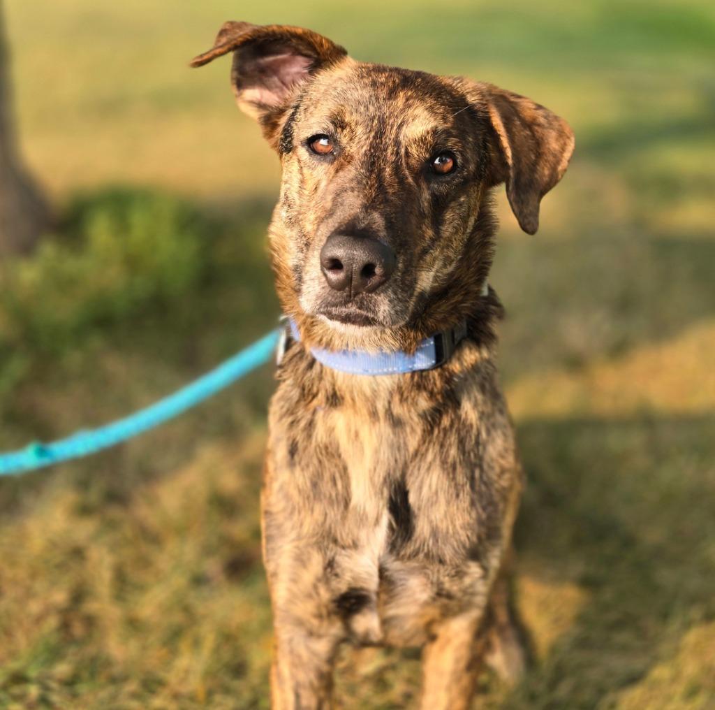 Milo, a Adoptable mixed breed in North Syracuse, NY image 3/5