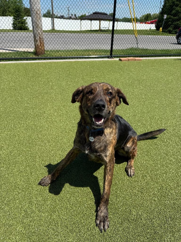 Milo, a Adoptable mixed breed in North Syracuse, NY image 4/5