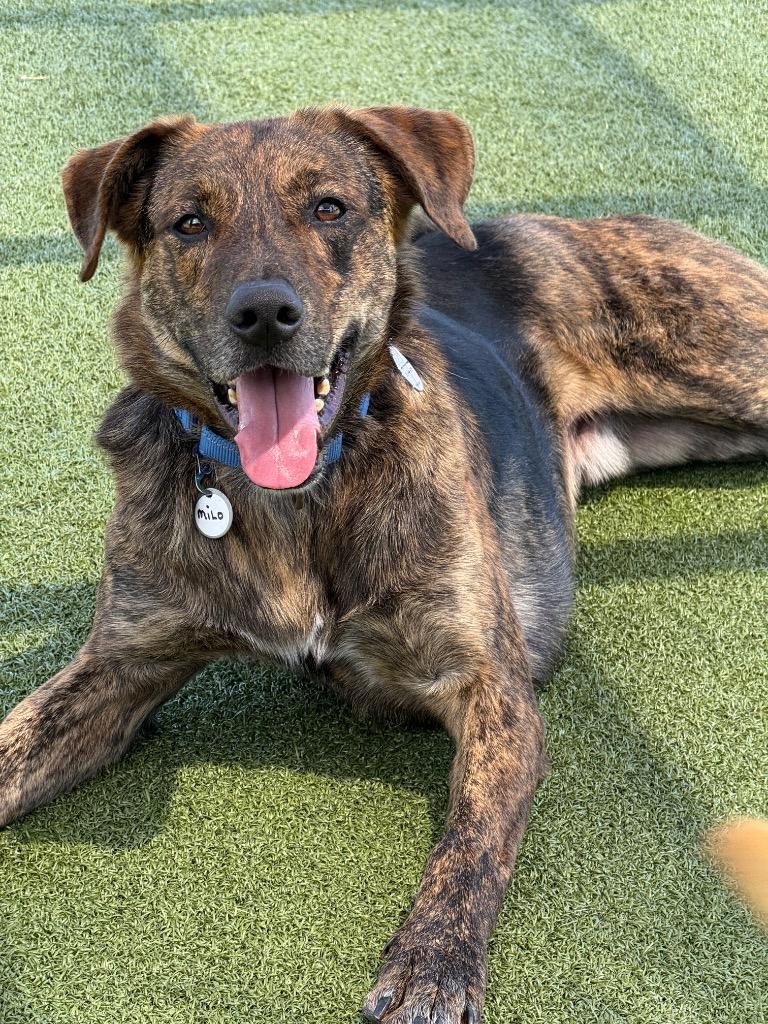 Milo, a Adoptable mixed breed in North Syracuse, NY image 5/5