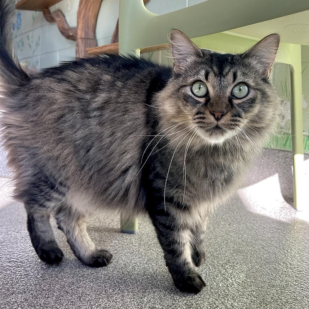 Gus, Adoptable, Adult Male Domestic Medium Hair.