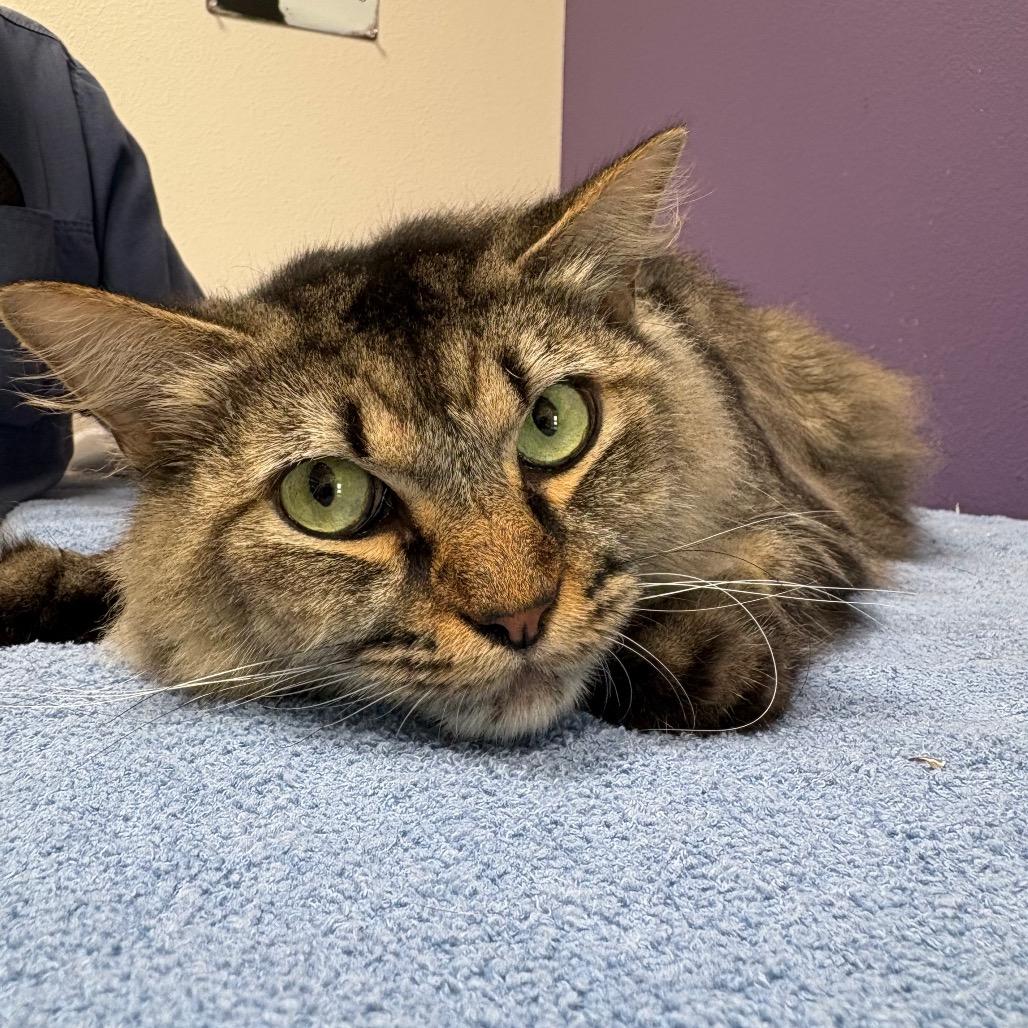 Gus, a Adoptable Domestic Medium Hair in Englewood, FL image 2/2